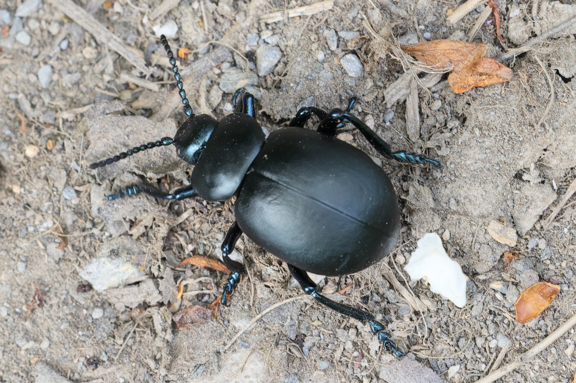 timarcha_tenebricosa4md