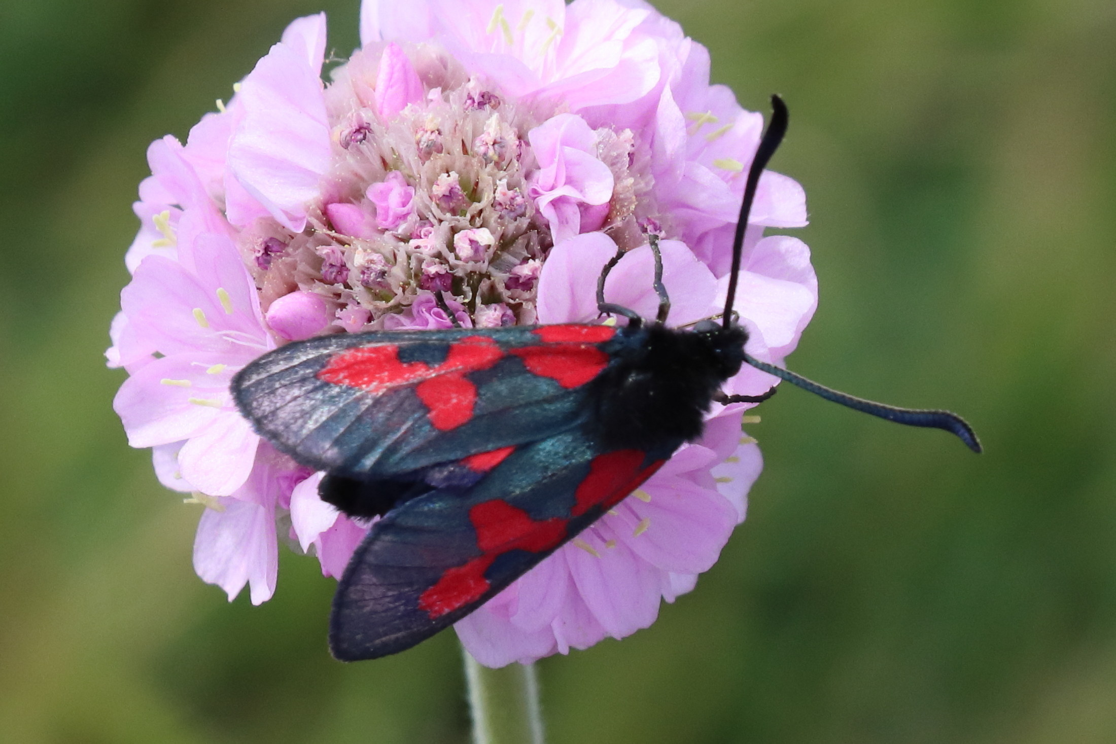 zygaena_trifolii7bd