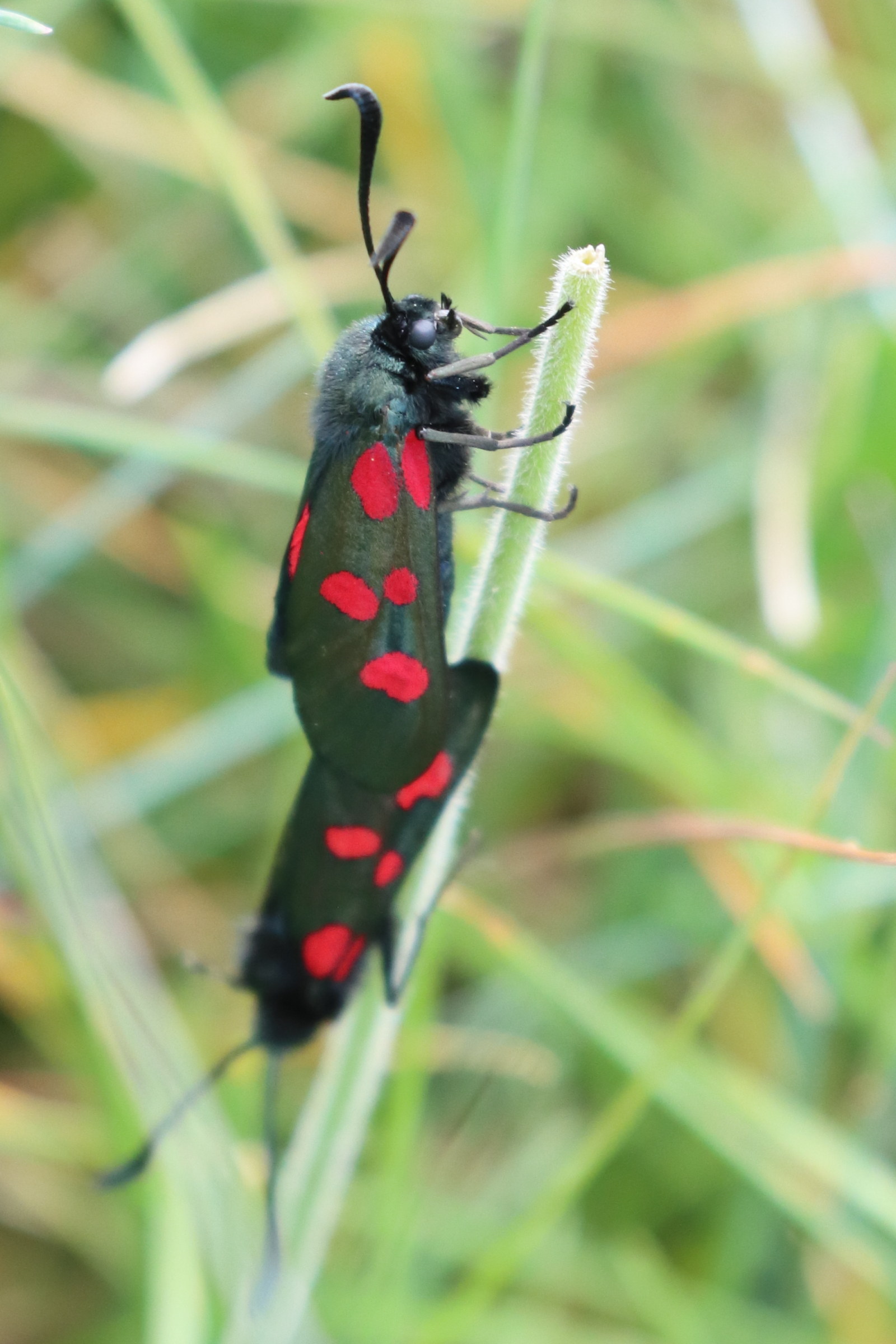 zygaena_trifolii8bd