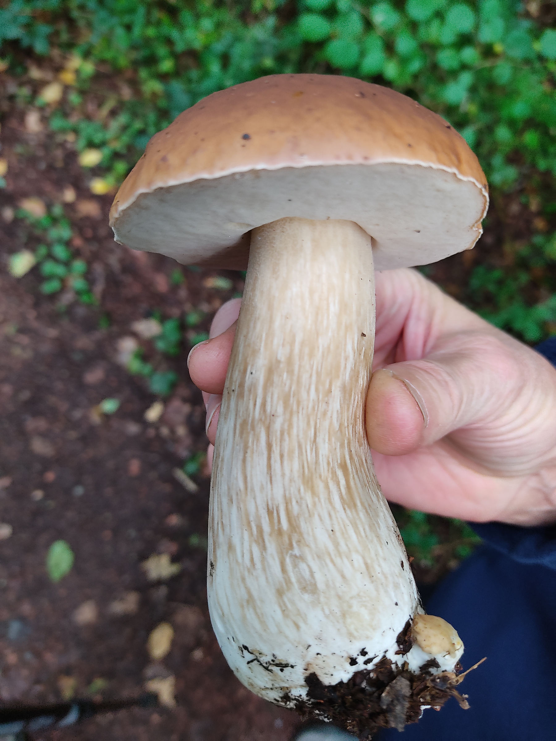 boletus_edulis5md