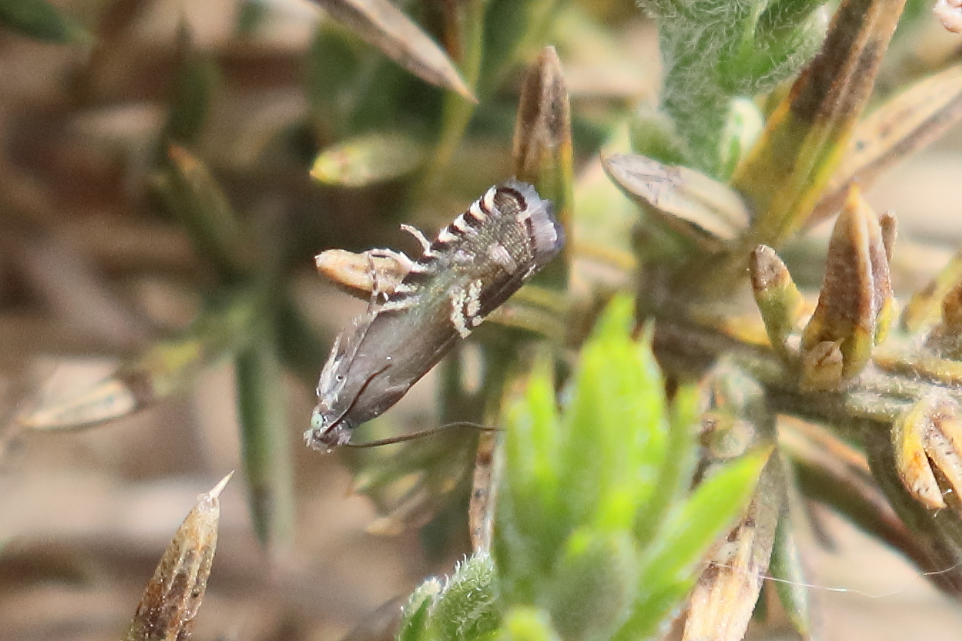 grapholita_internana3bd