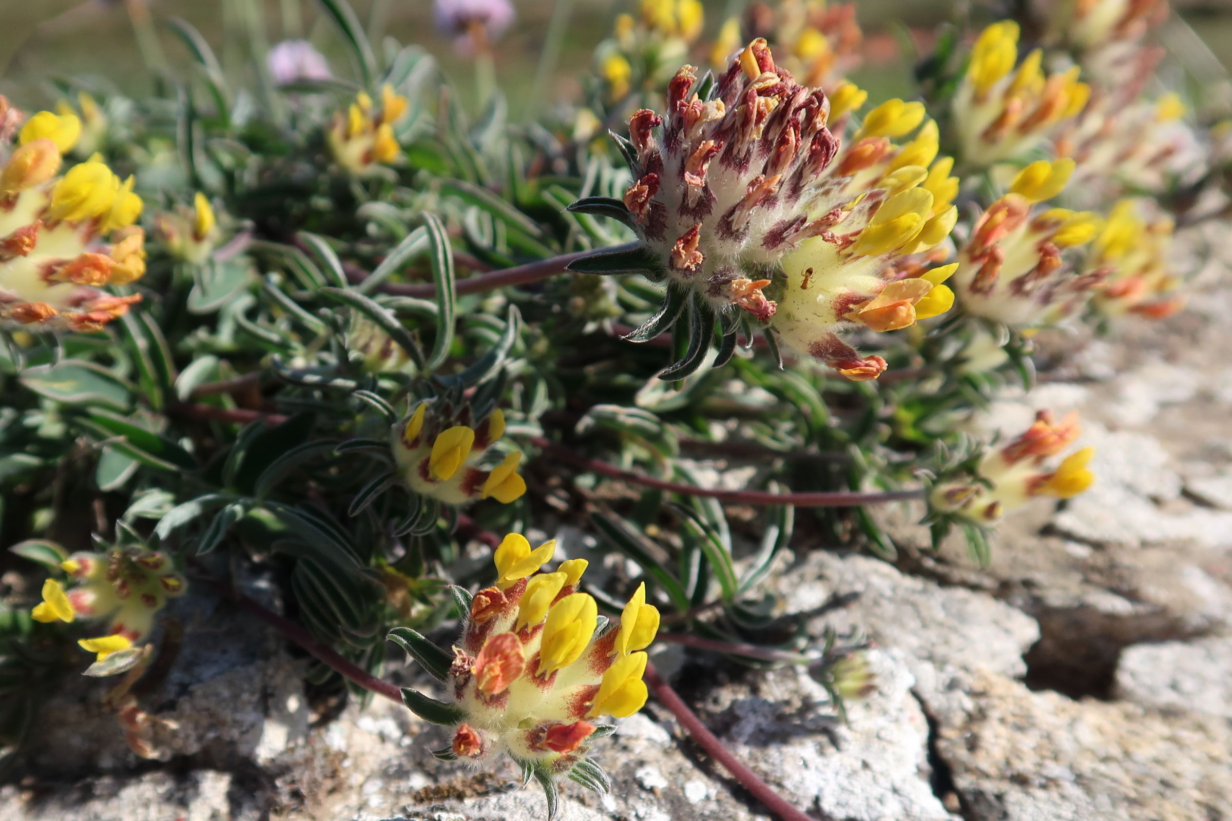 anthyllis_vulneraria14md