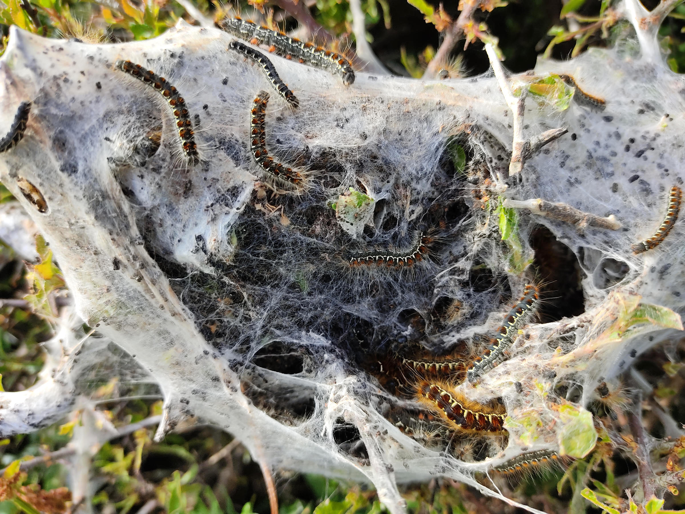 eriogaster_lanustris_ch9bd