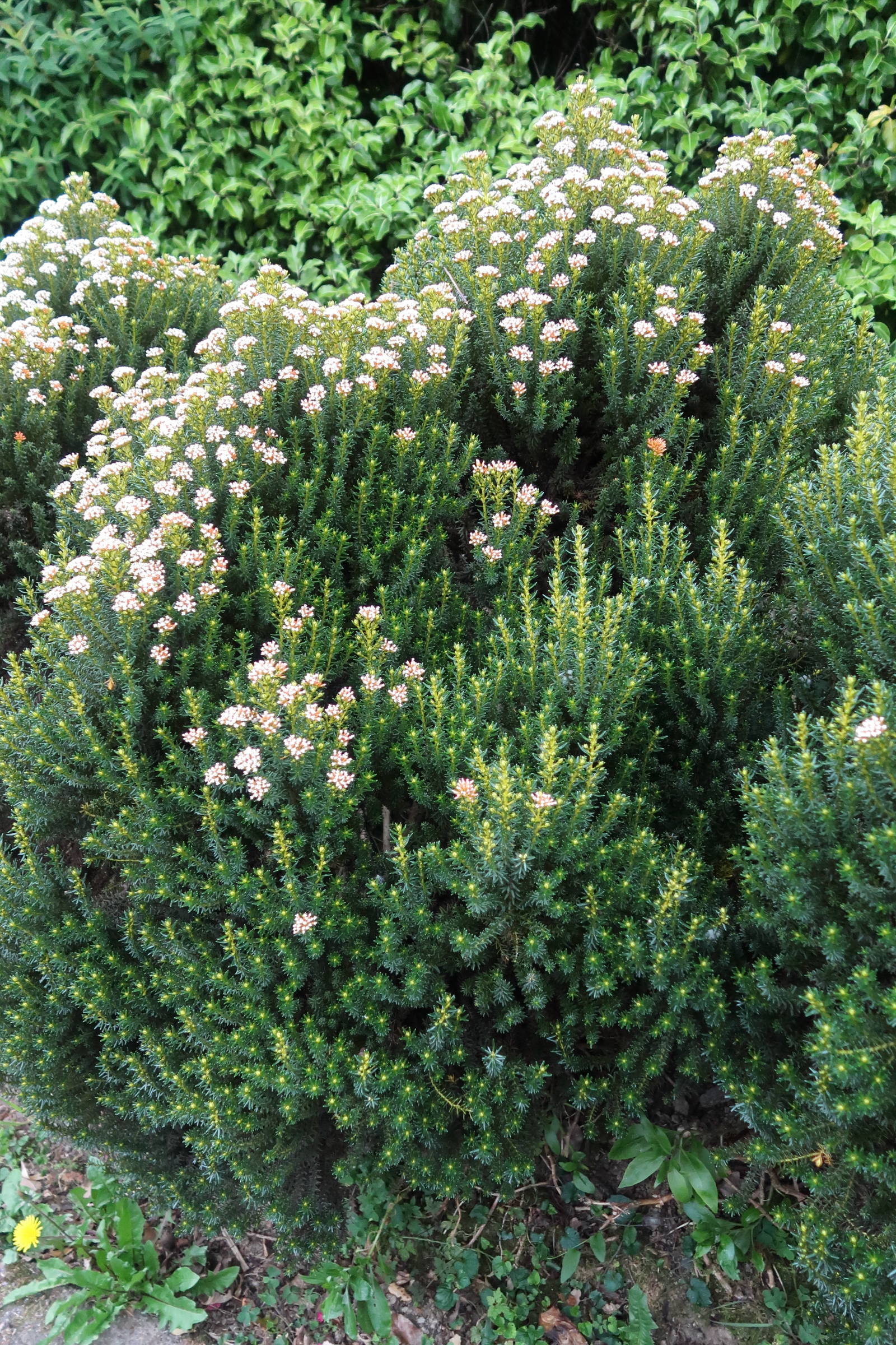 Afficher le média ozothamnus_rosmarinifolius1md ozothamnus_rosmarinifolius1md