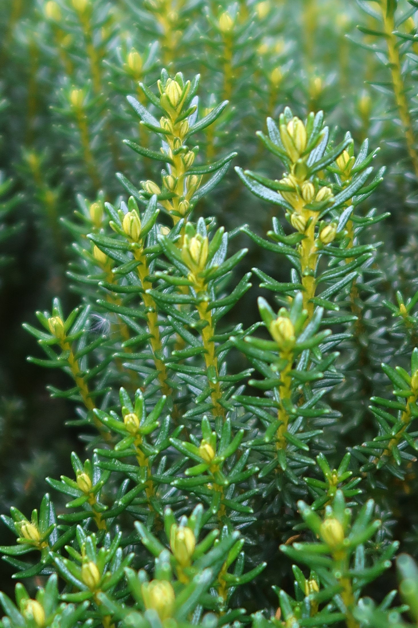 Afficher le média ozothamnus_rosmarinifolius2md ozothamnus_rosmarinifolius2md