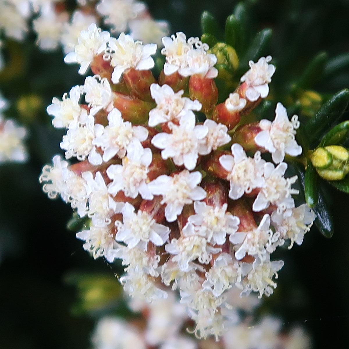 Afficher le média ozothamnus_rosmarinifolius3md ozothamnus_rosmarinifolius3md