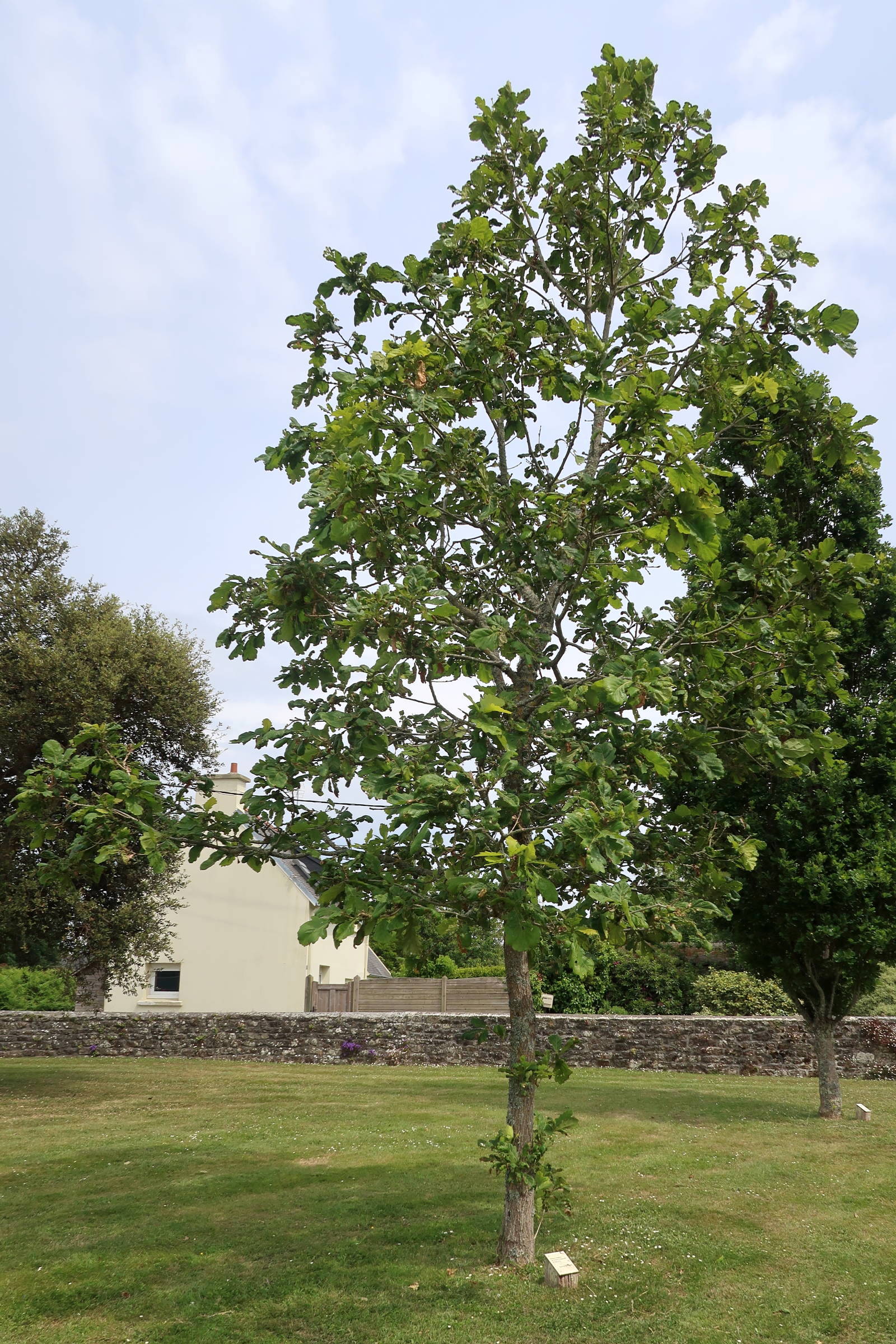quercus_dentata1md