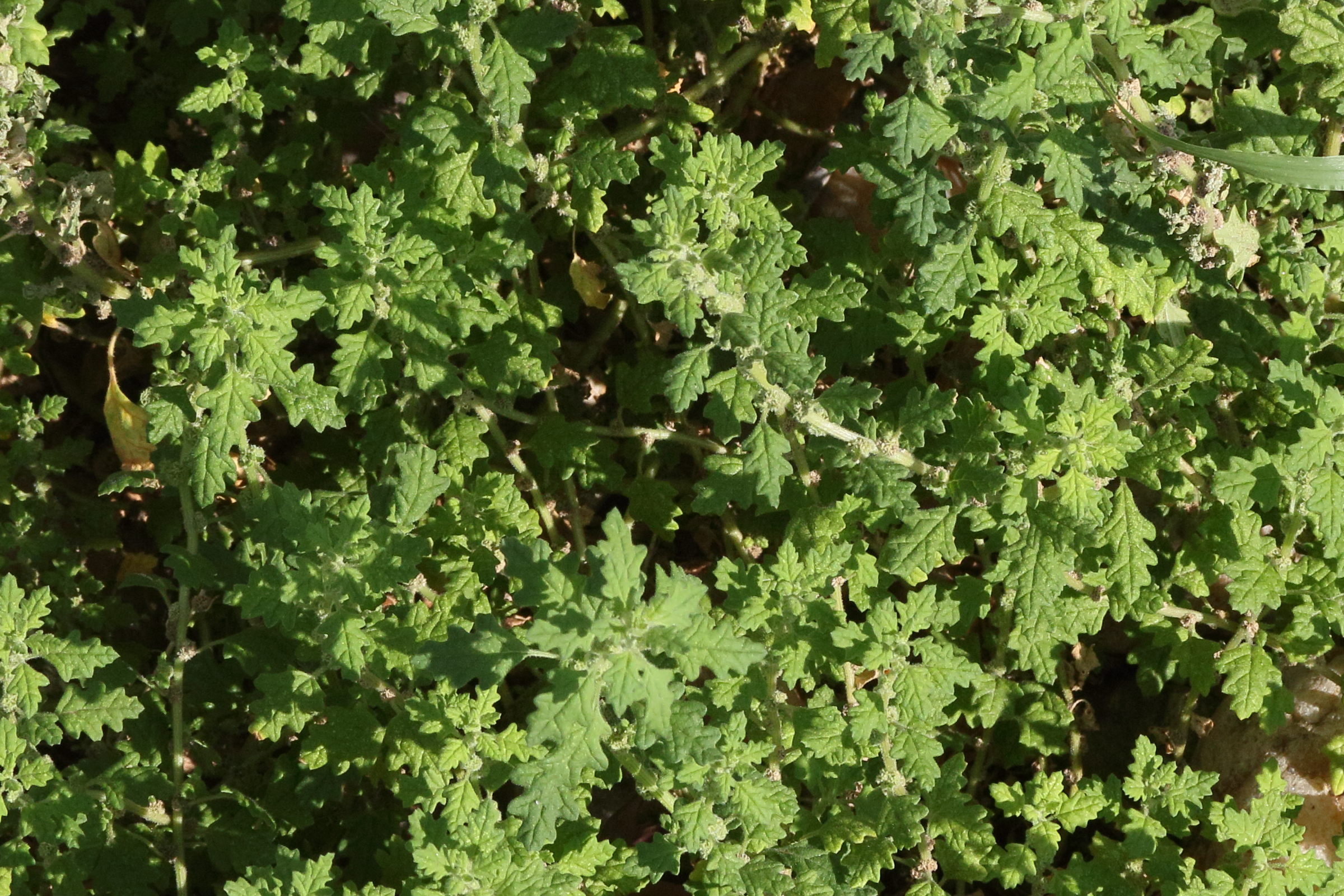 Afficher le média dysphania_pumilio1md dysphania_pumilio1md