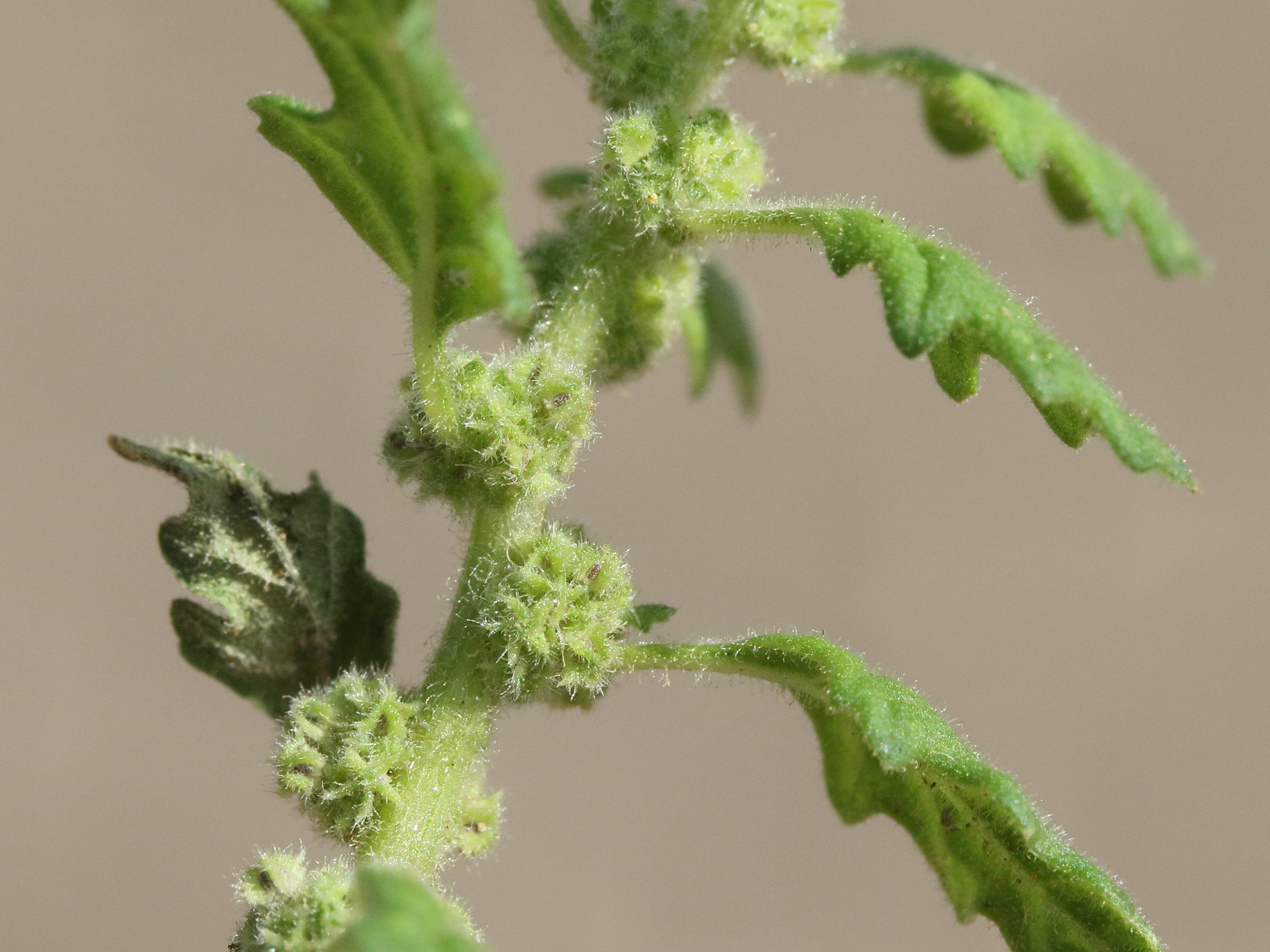 Afficher le média dysphania_pumilio2md dysphania_pumilio2md