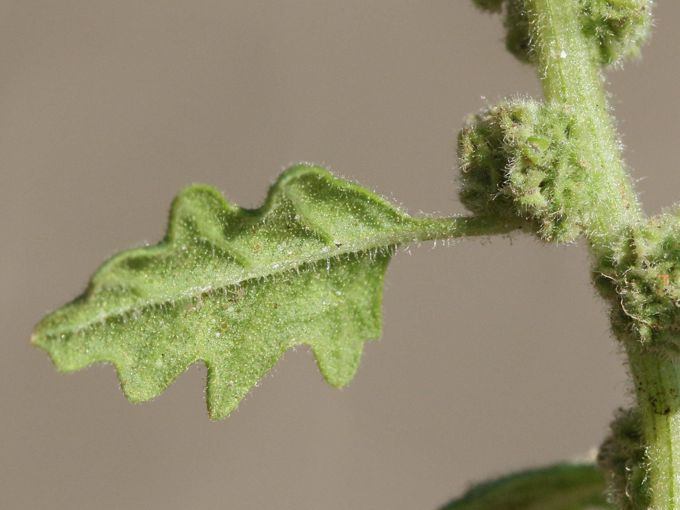 Afficher le média dysphania_pumilio3md dysphania_pumilio3md