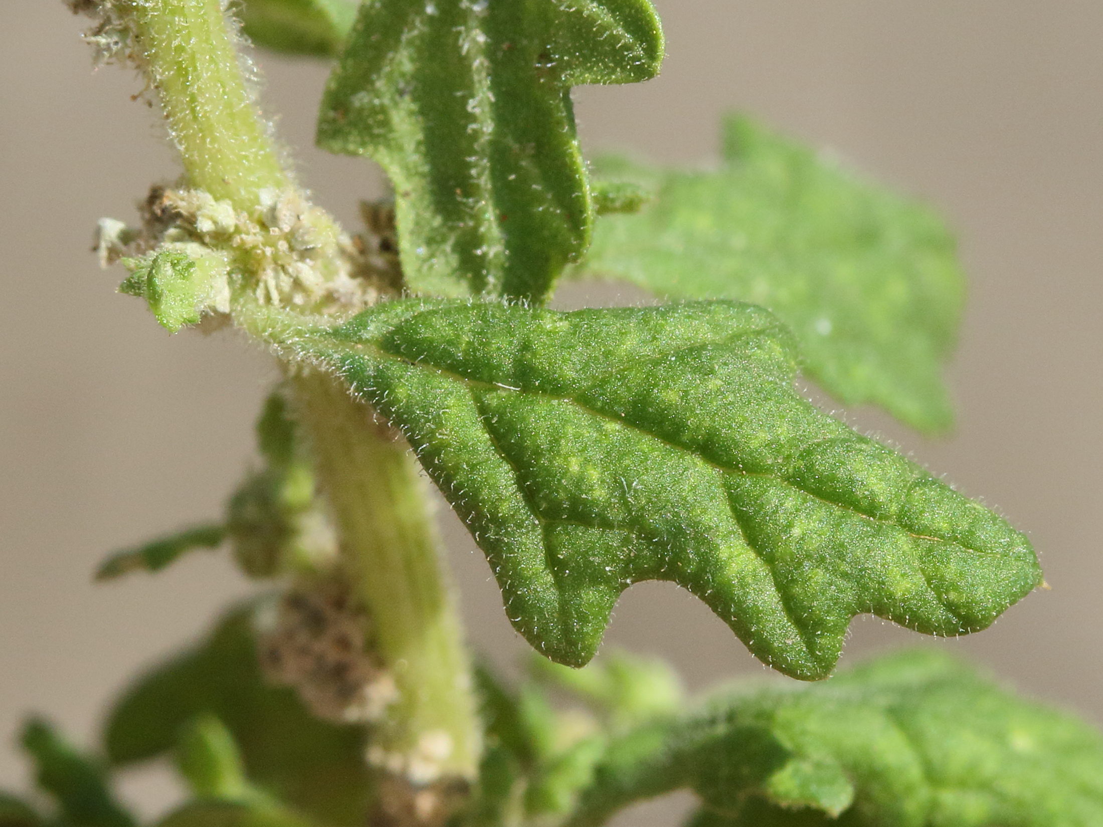 Afficher le média dysphania_pumilio4md dysphania_pumilio4md