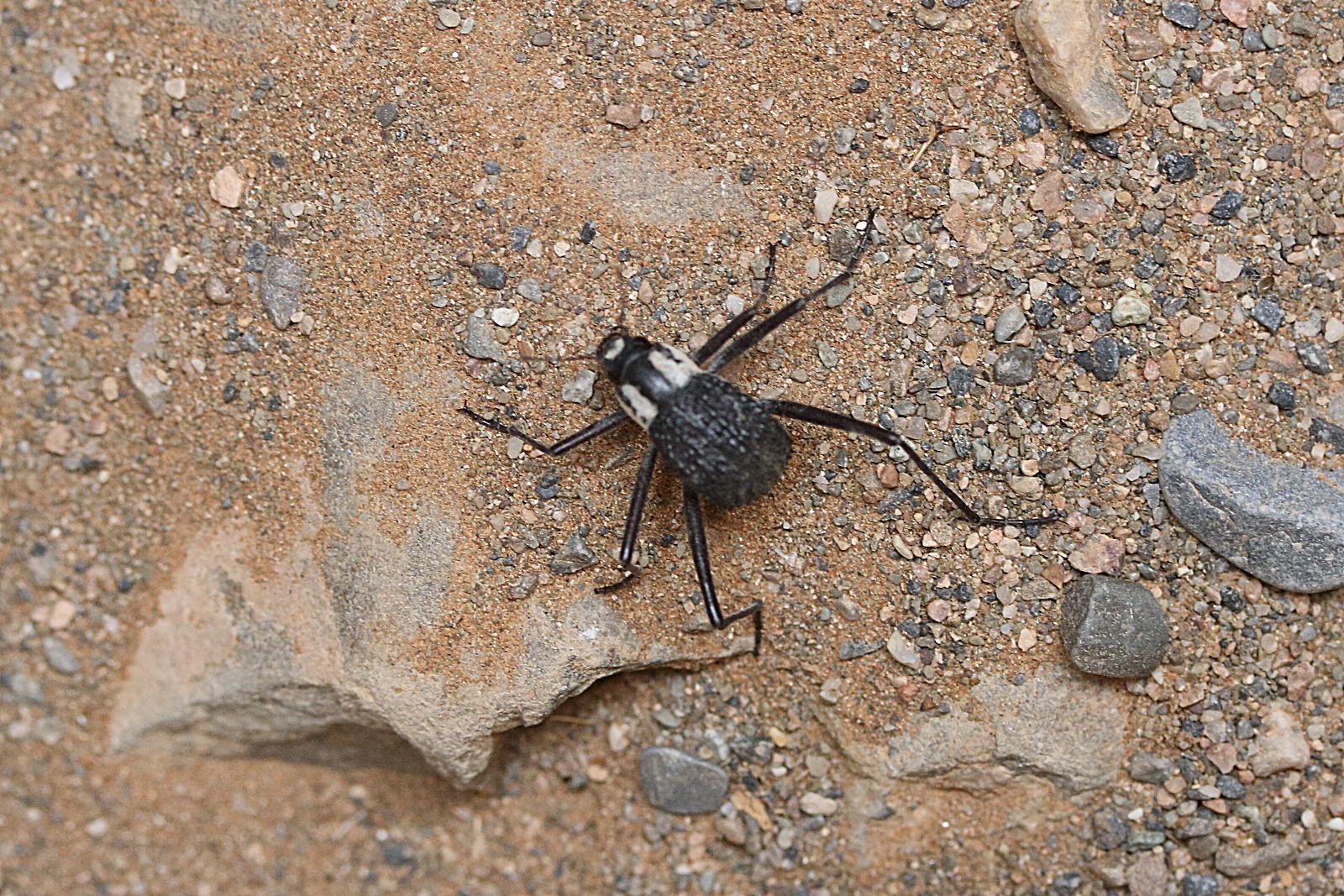 stenocara_gracilipes1md