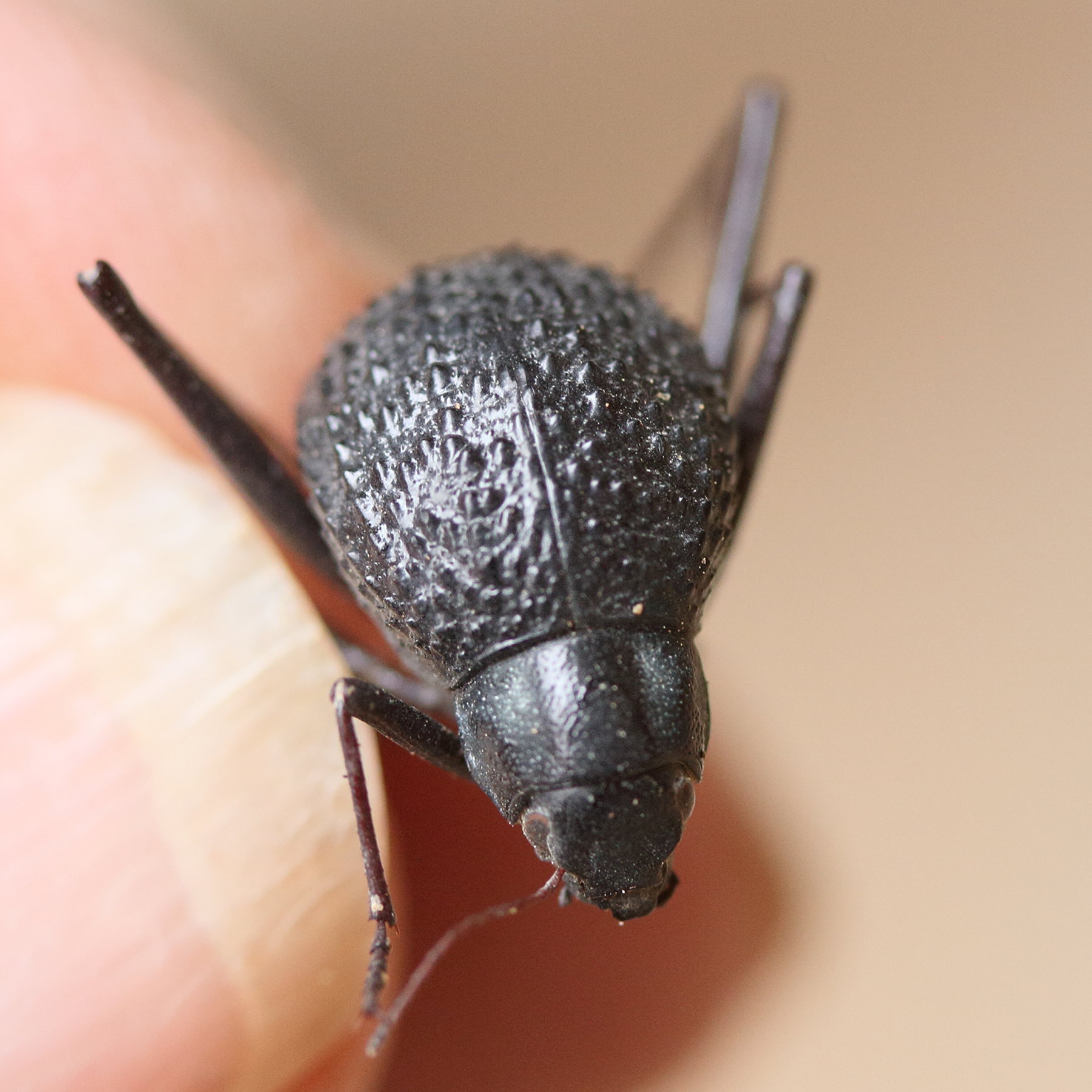 stenocara_gracilipes2md