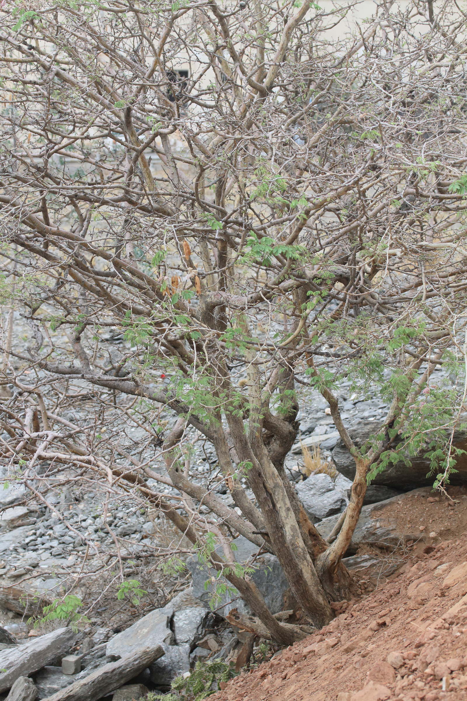 senegalia_erubescens1md