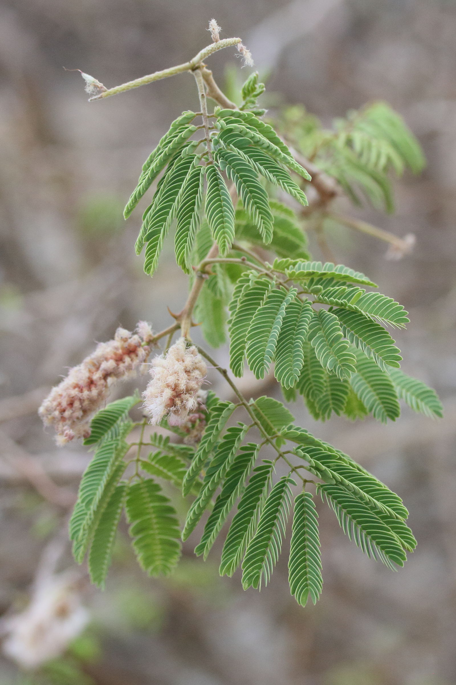 senegalia_erubescens2md