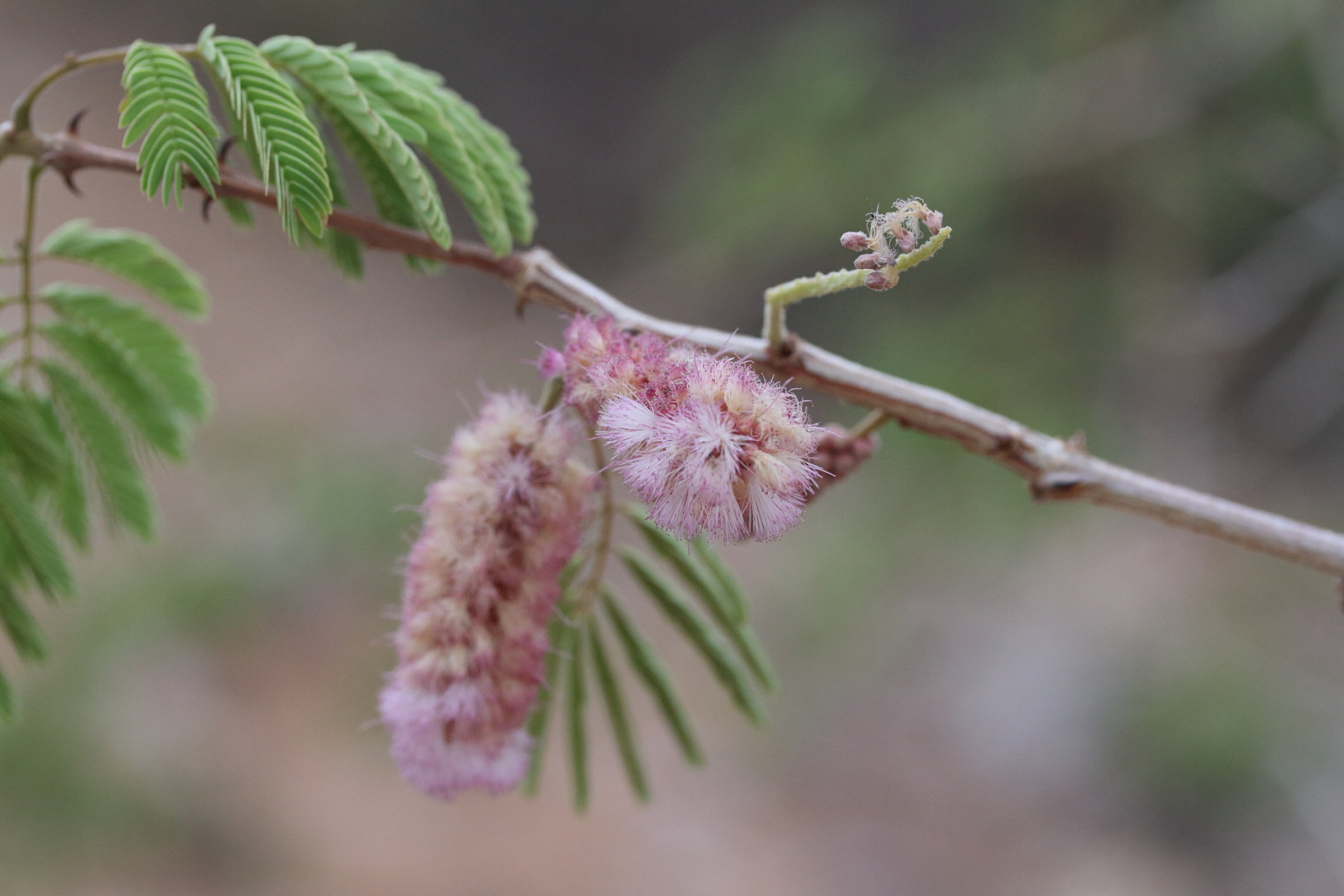 senegalia_erubescens3md