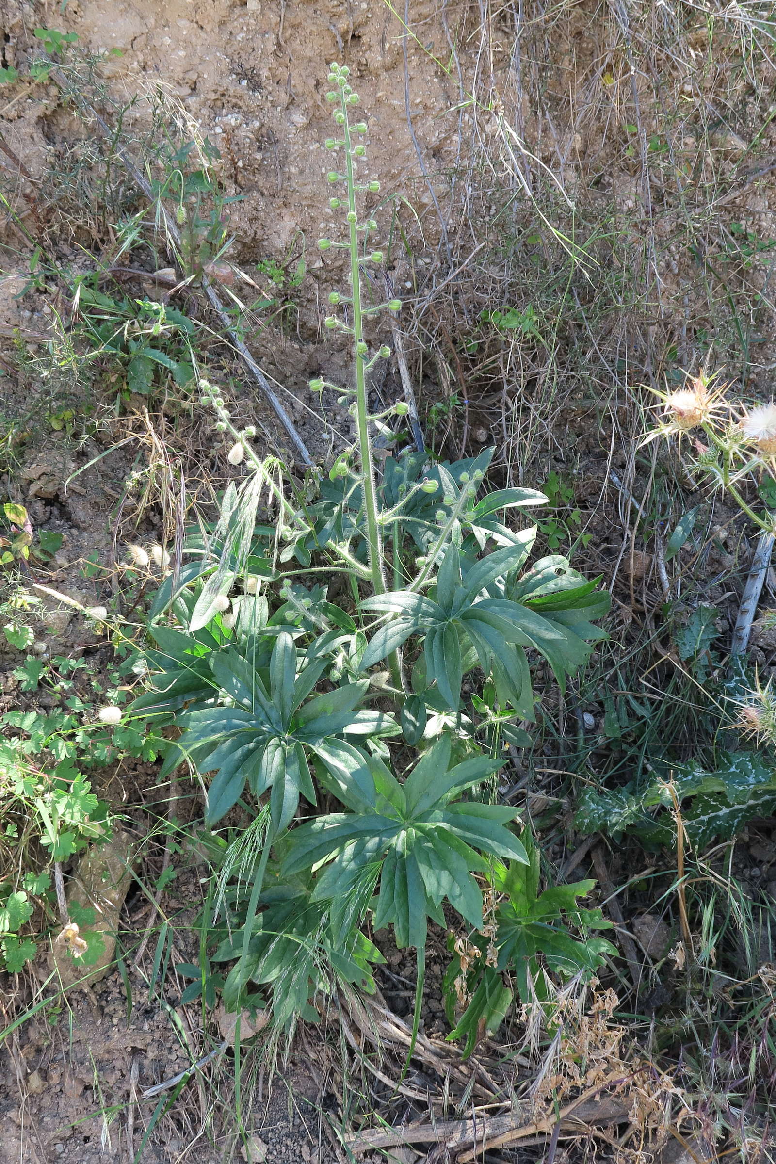 Afficher le média staphisagria_macrosperma1md staphisagria_macrosperma1md