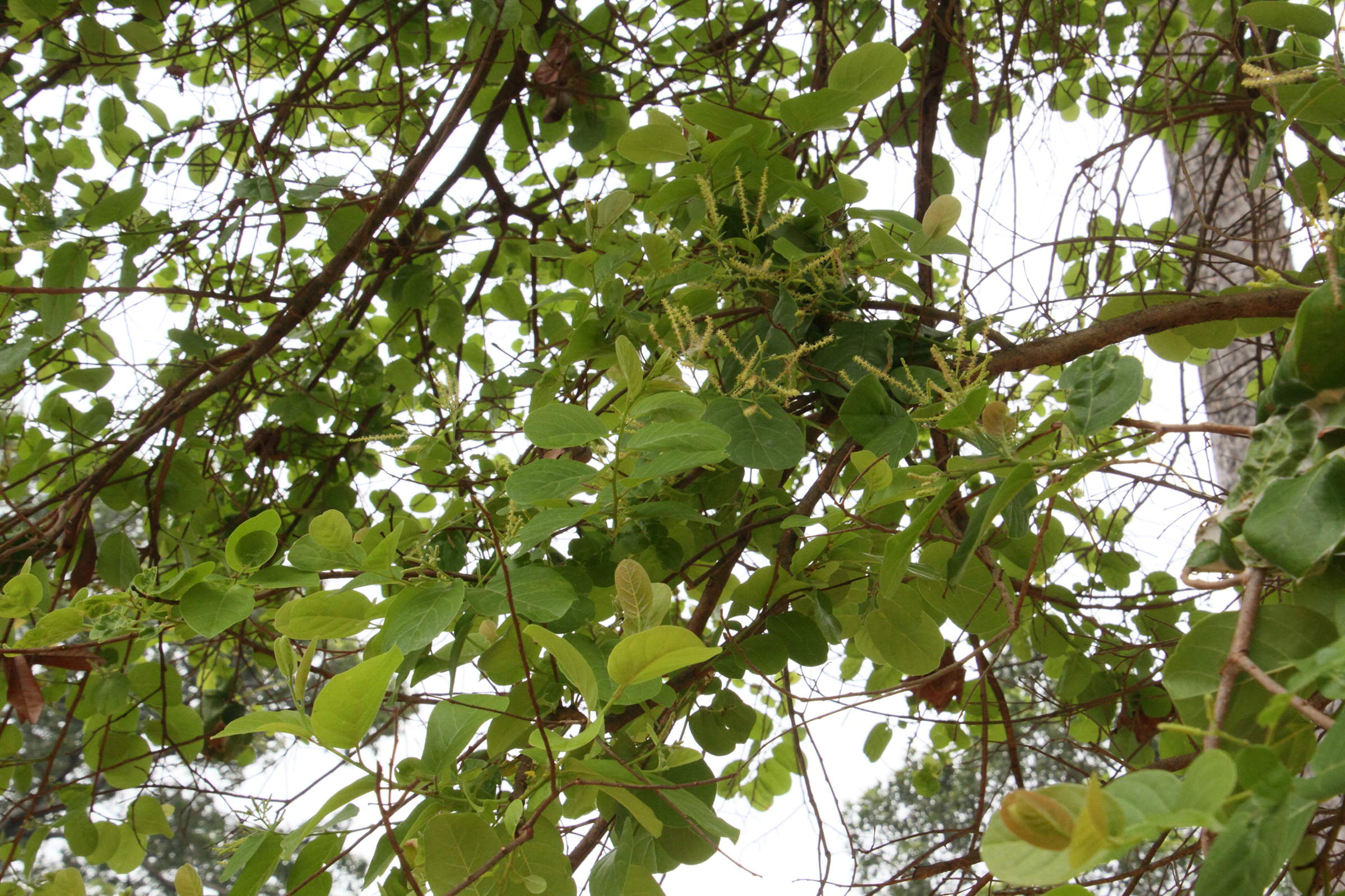 Afficher le média terminalia_chebula1md terminalia_chebula1md