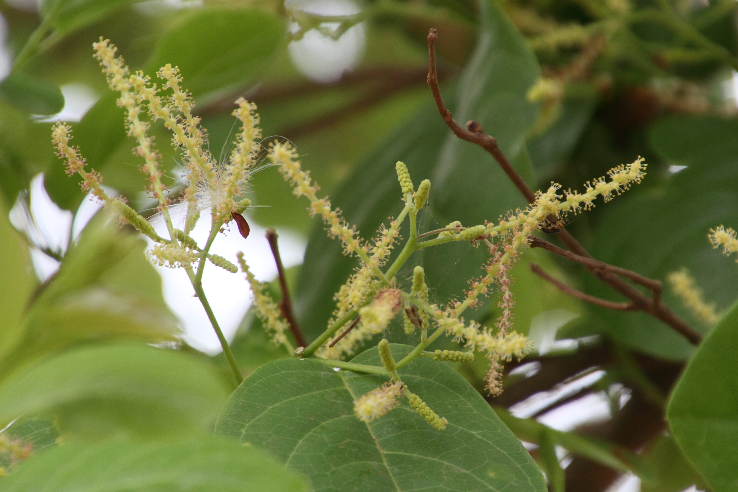 Afficher le média terminalia_chebula2md terminalia_chebula2md