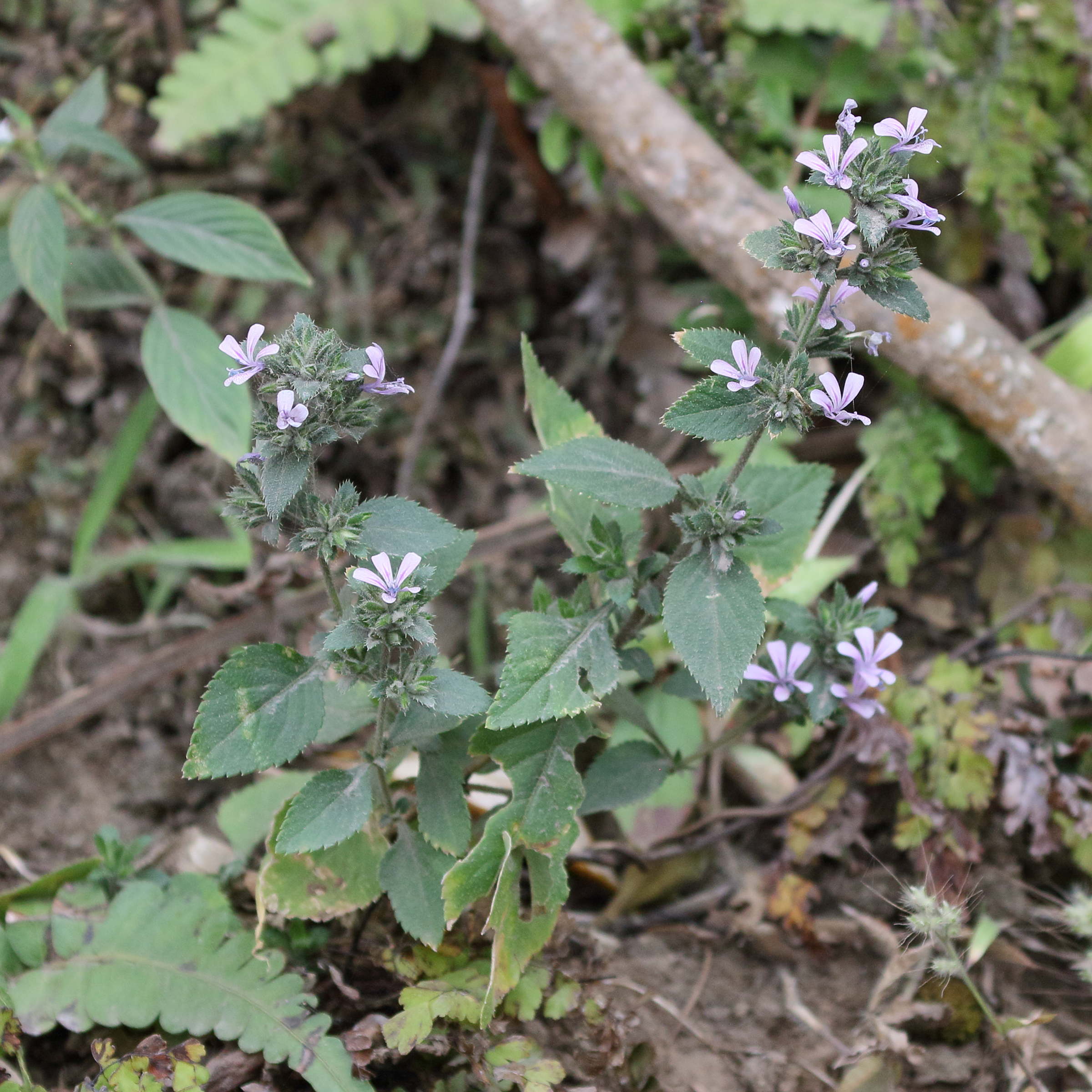 Afficher le média loeselia_glandulosa1bd loeselia_glandulosa1bd