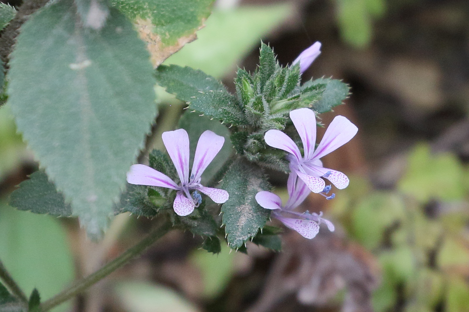 Afficher le média loeselia_glandulosa2bd loeselia_glandulosa2bd