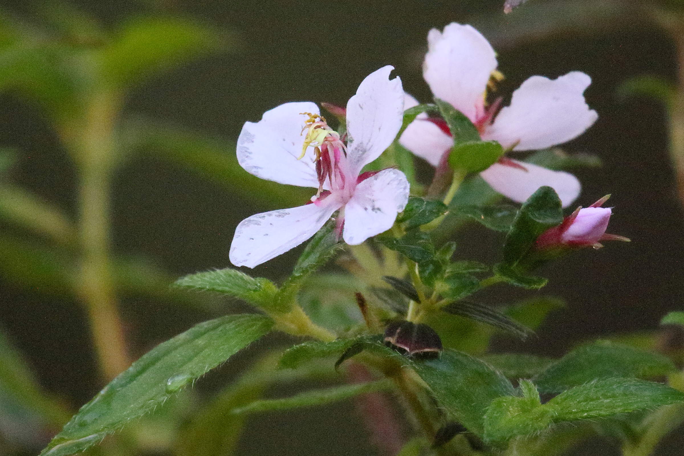 monochaetum_floribundum4md