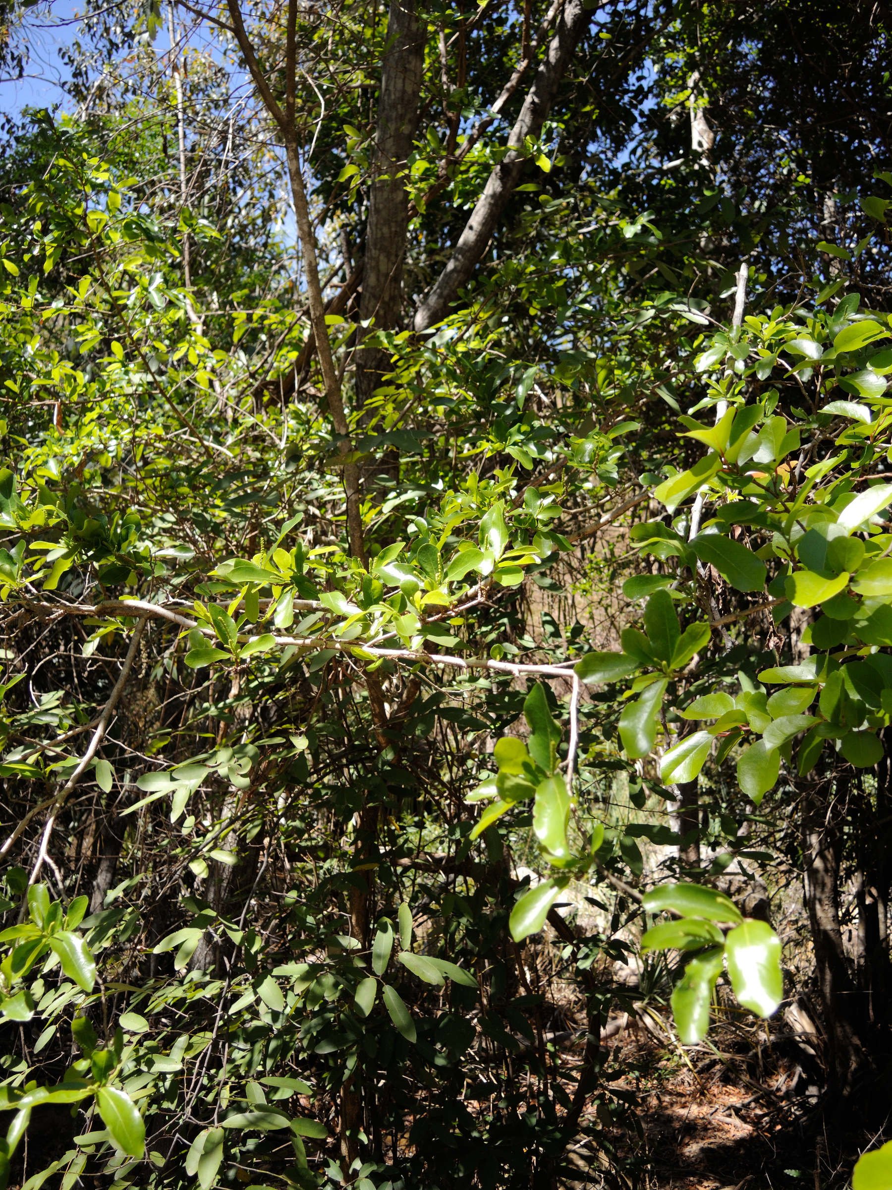 antidesma_madagascariense1md