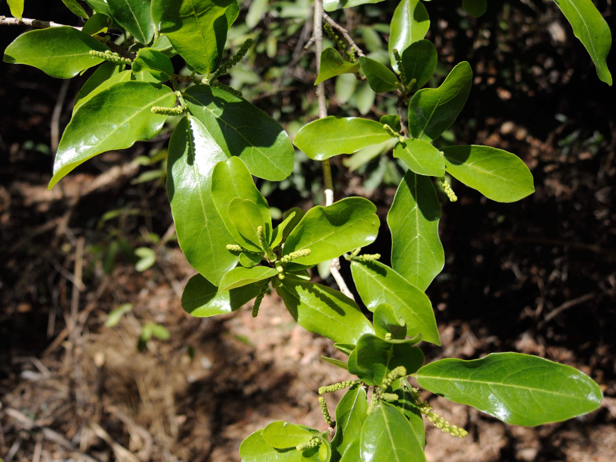 antidesma_madagascariense2md