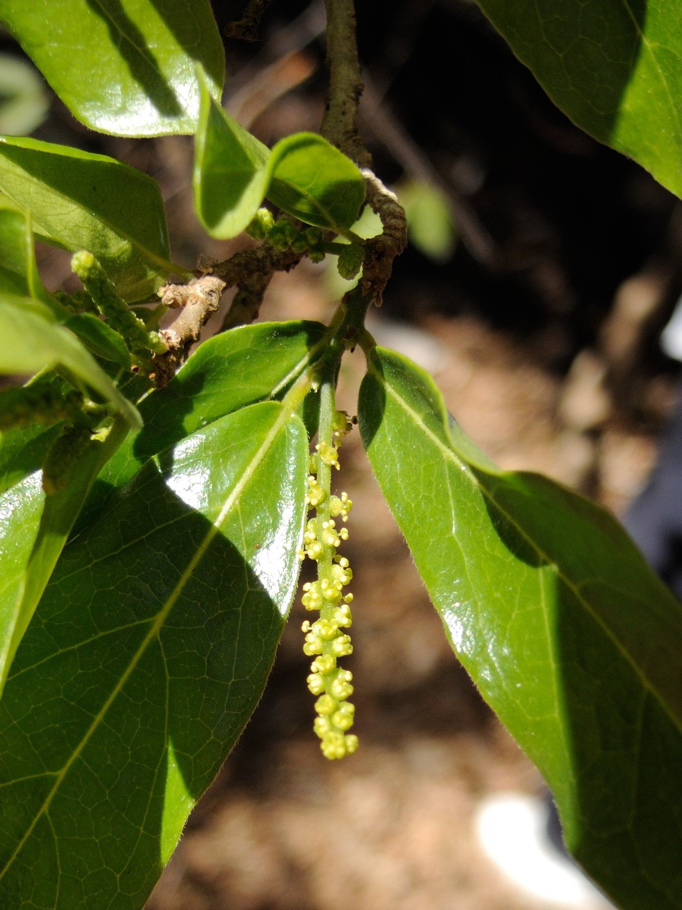 antidesma_madagascariense3md