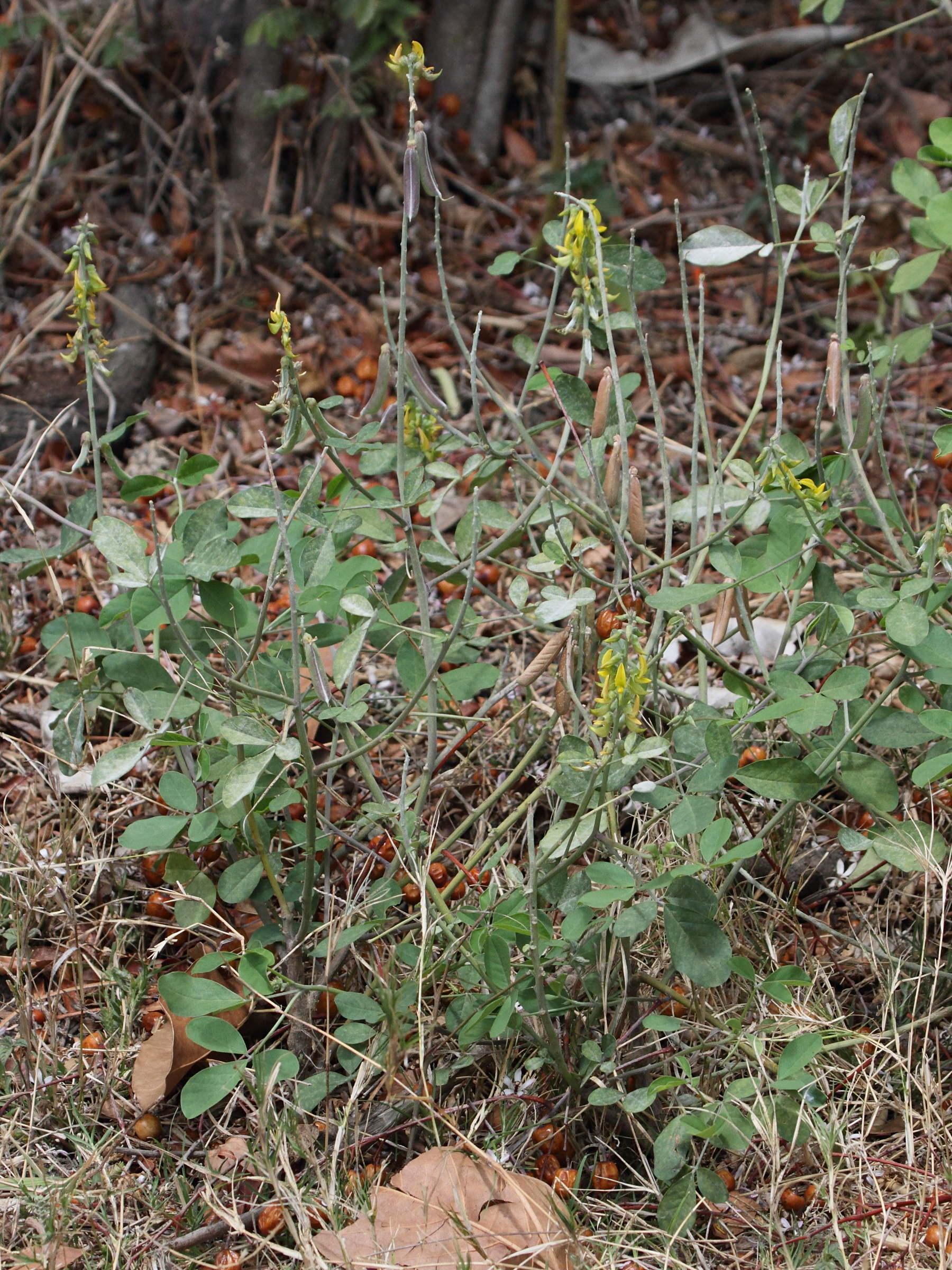 crotalaria_pallida4bd