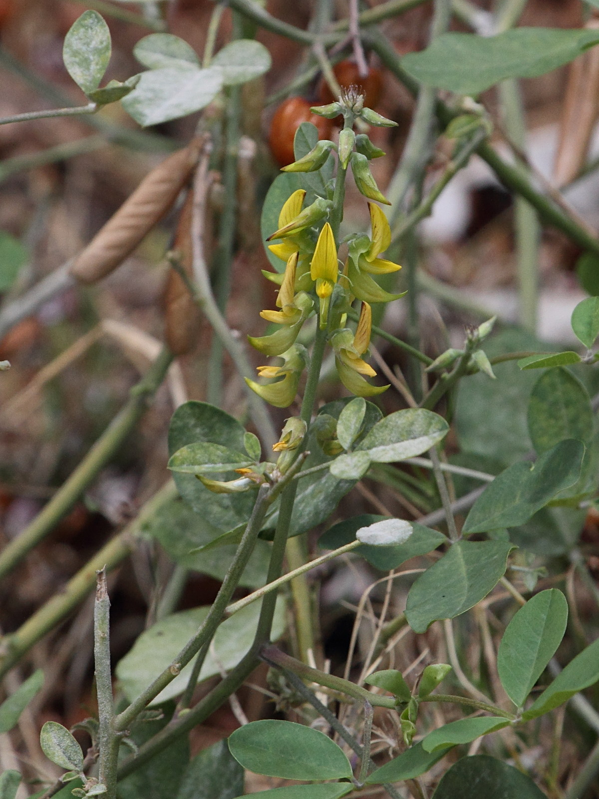 crotalaria_pallida5bd