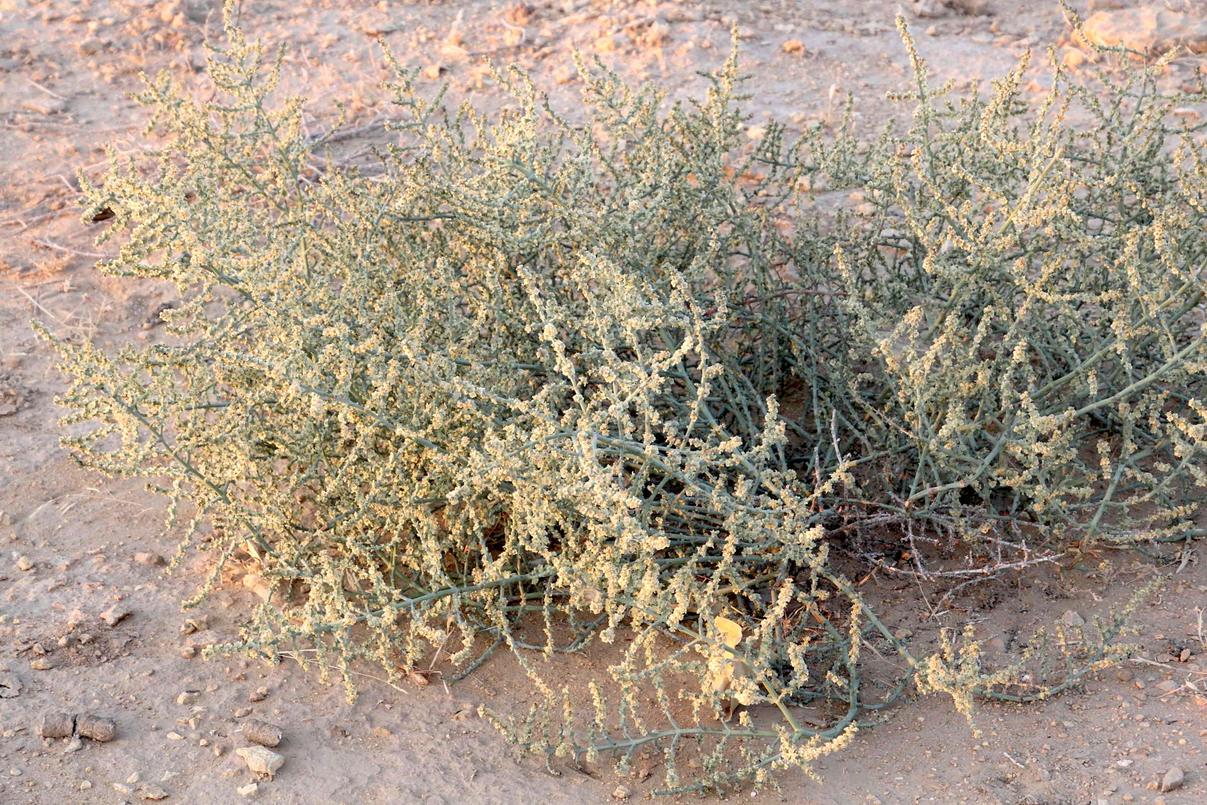 Afficher le média haloxylon_salicornicum1md haloxylon_salicornicum1md