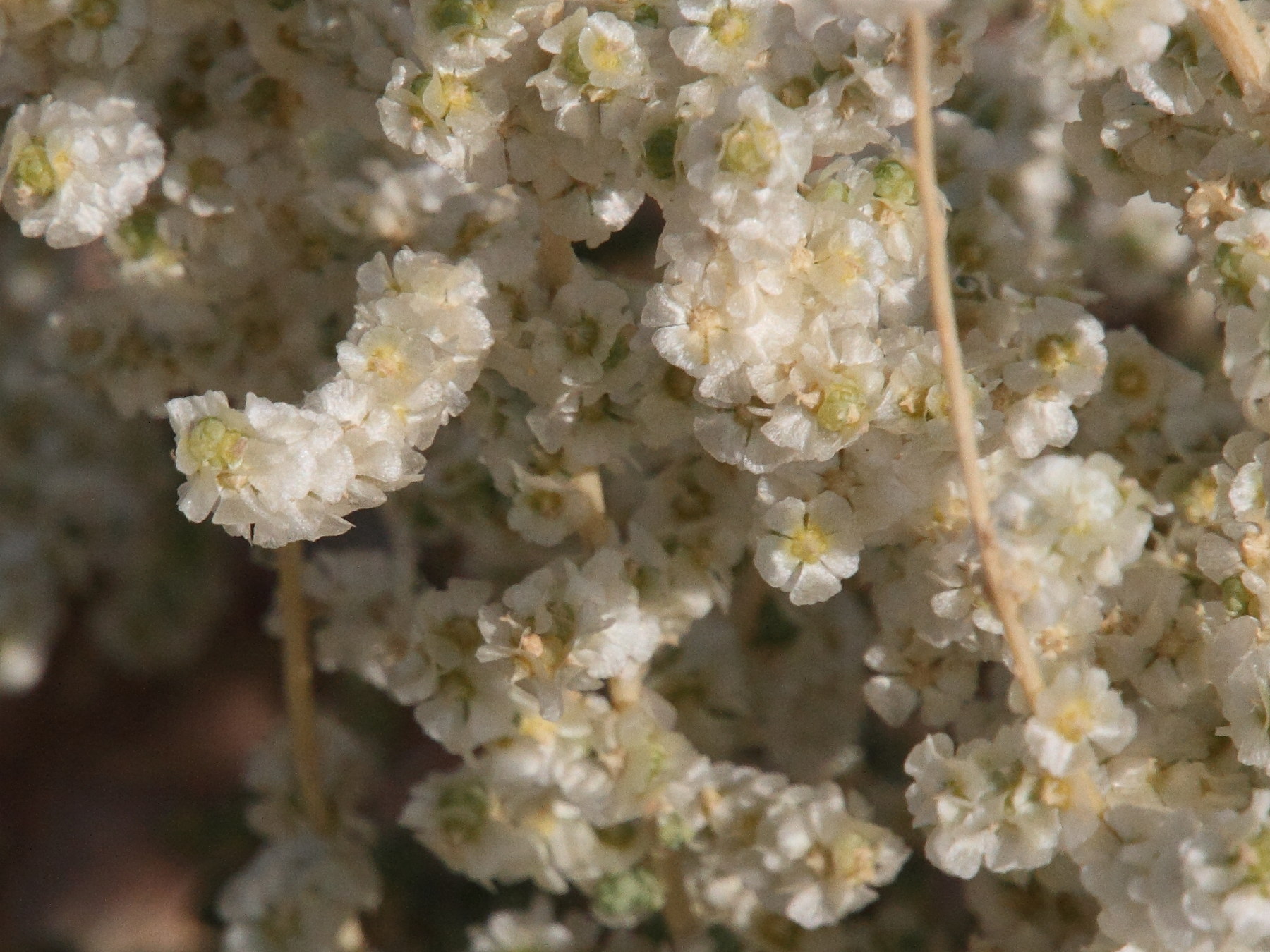 Afficher le média haloxylon_salicornicum2md haloxylon_salicornicum2md