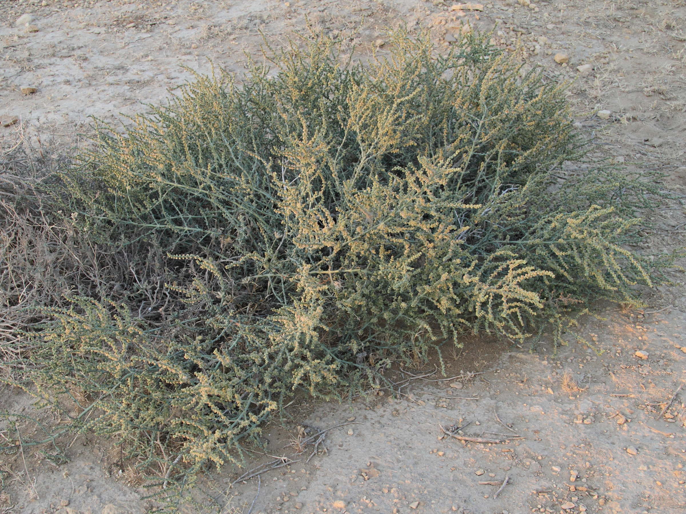 Afficher le média haloxylon_salicornicum3bd haloxylon_salicornicum3bd