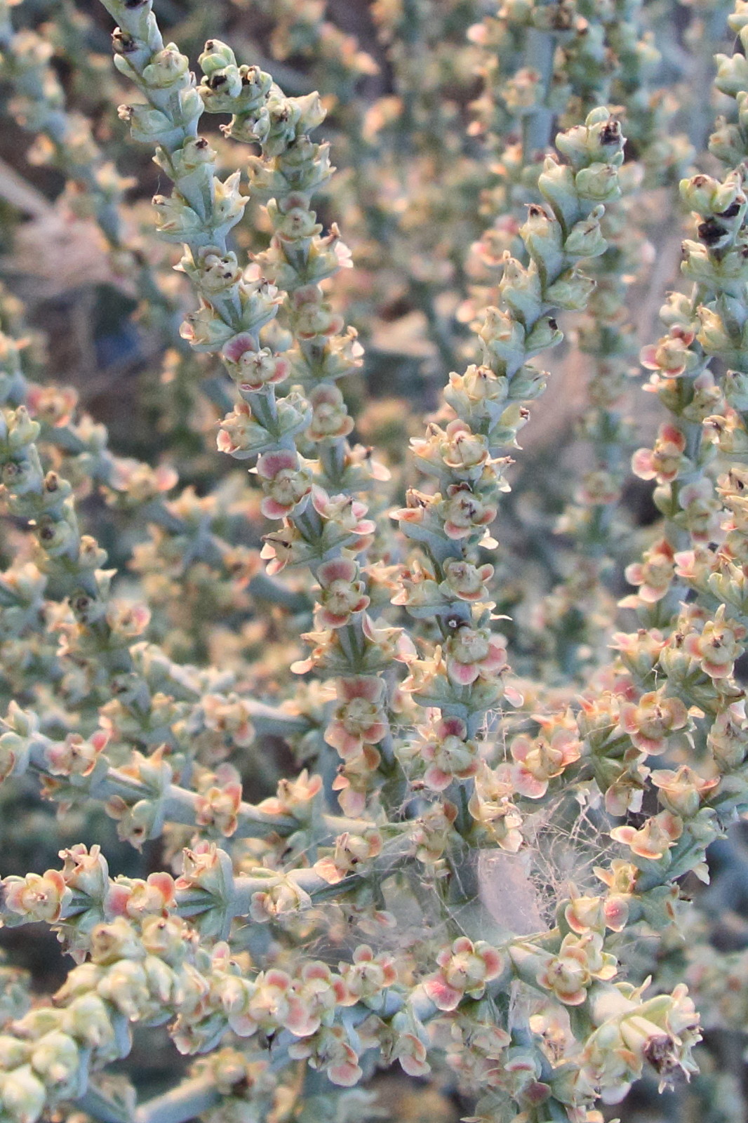 Afficher le média haloxylon_salicornicum4bd haloxylon_salicornicum4bd