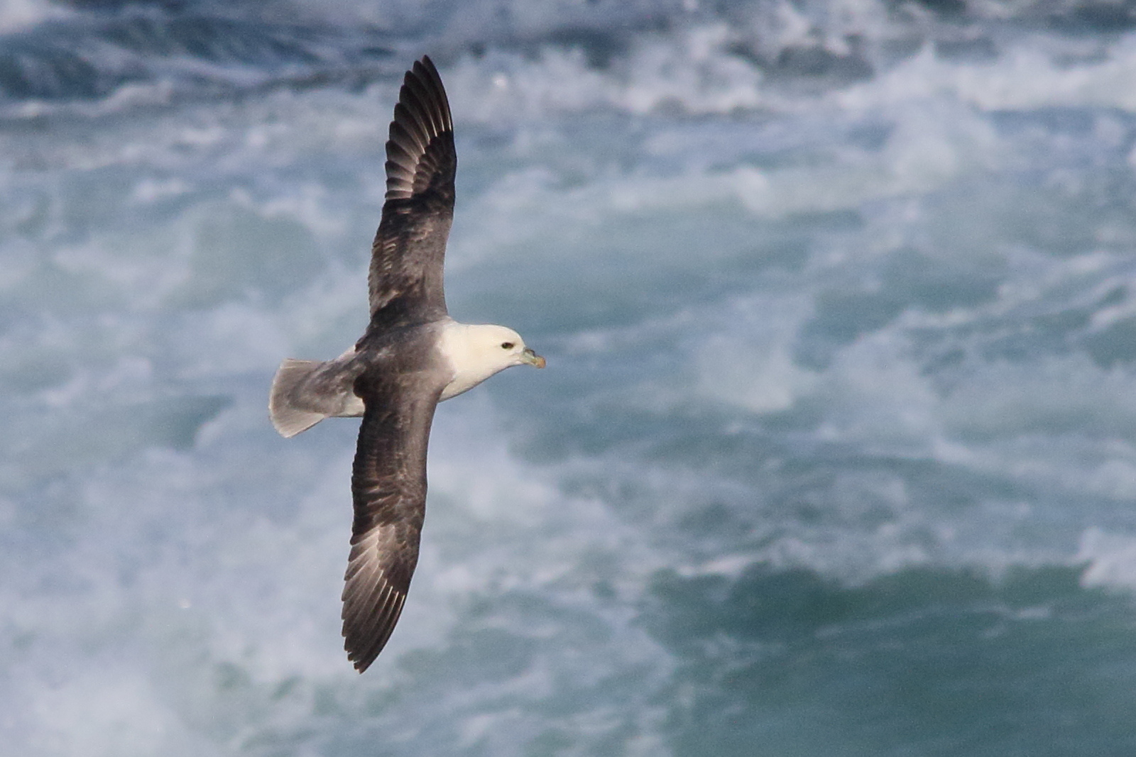 fulmar_boreal_-_fulmarus_glacialis11md