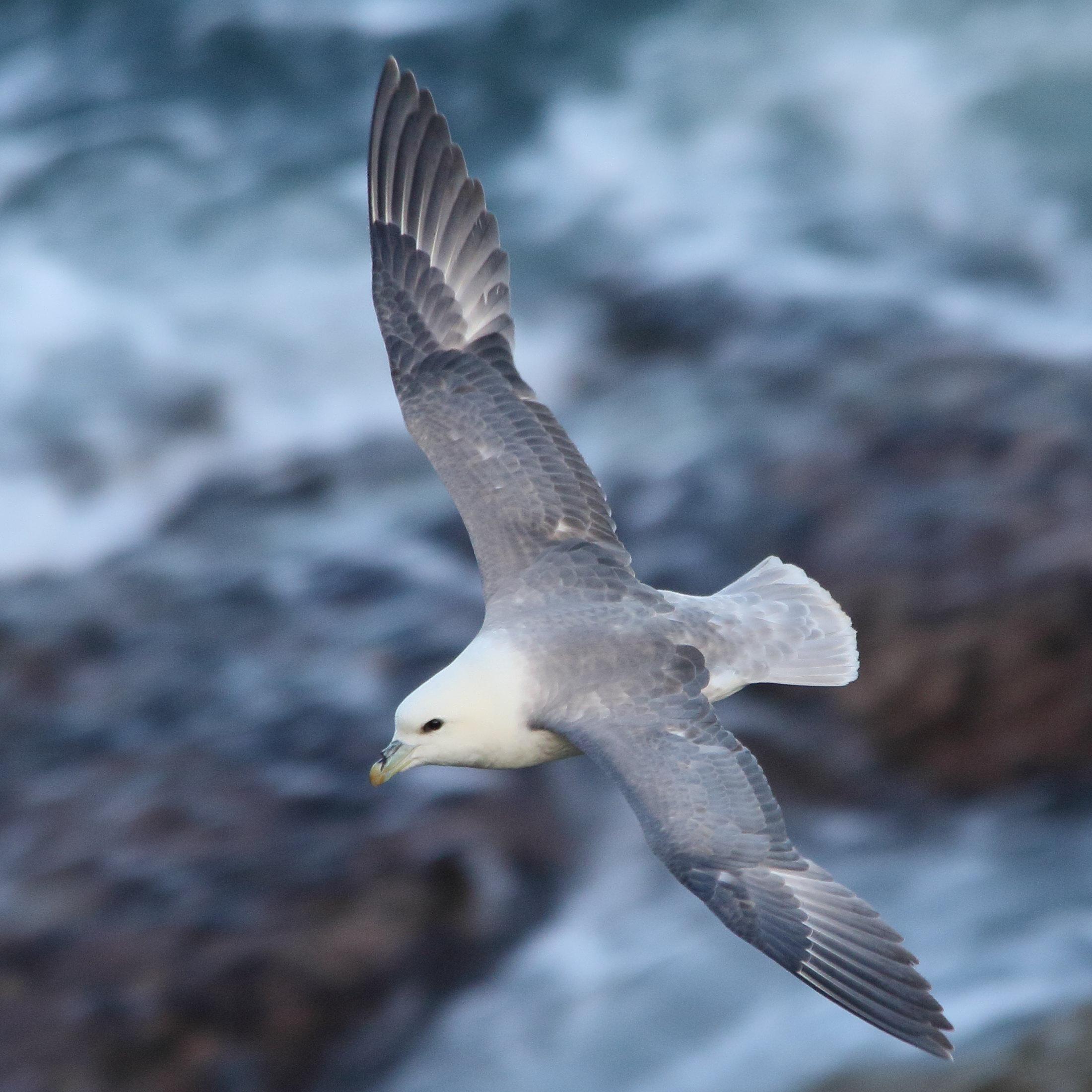 fulmar_boreal_-_fulmarus_glacialis1amd