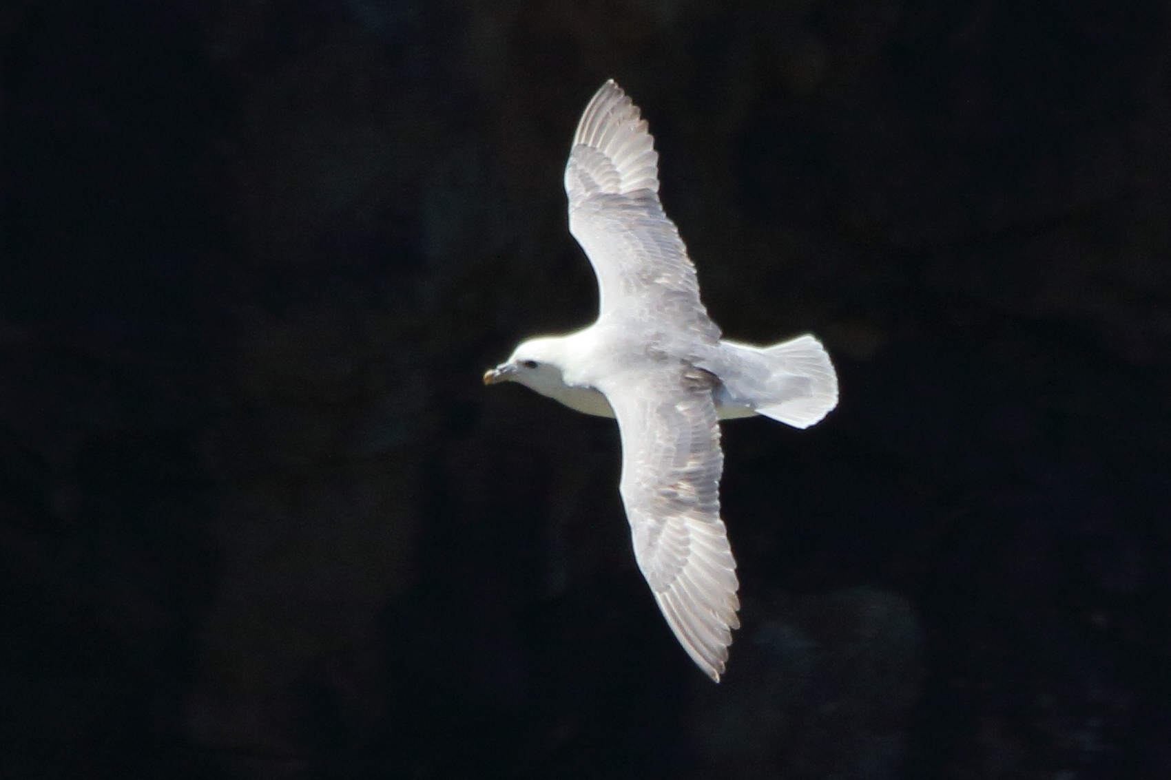 fulmar_boreal_-_fulmarus_glacialis9md