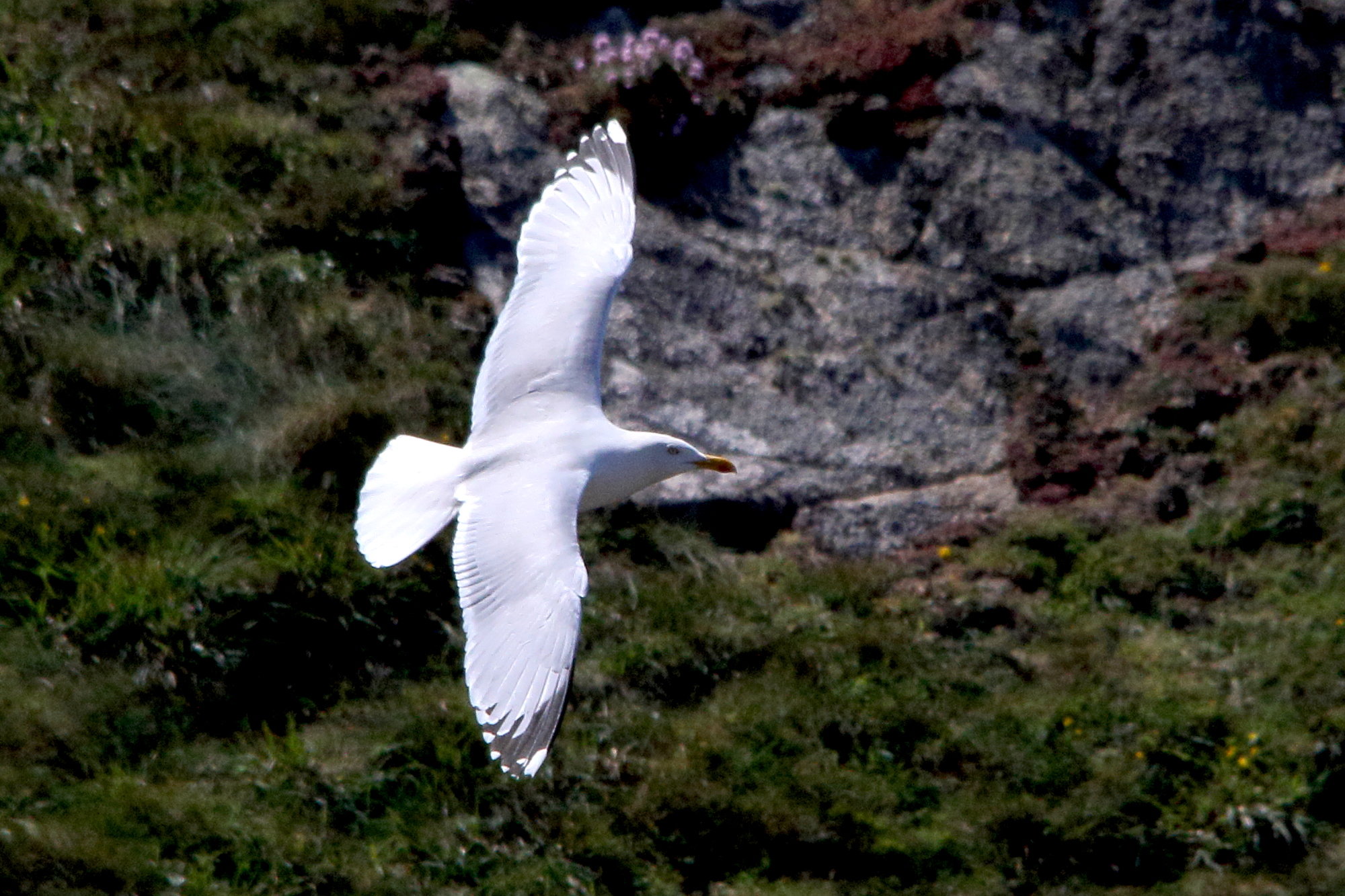 goeland_argente_-_larus_argentatus16md