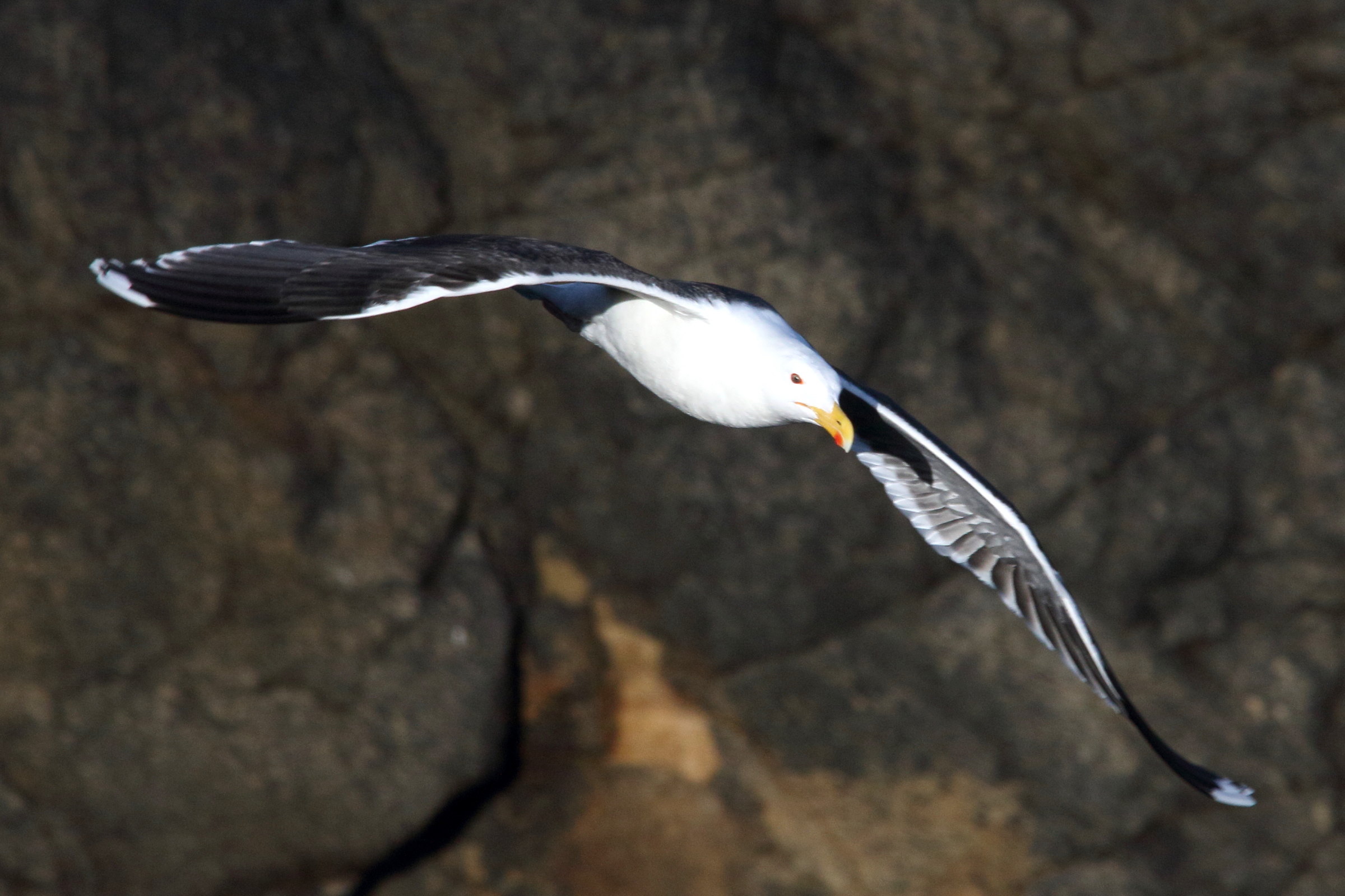 goeland_marin_-_larus_marinus12md
