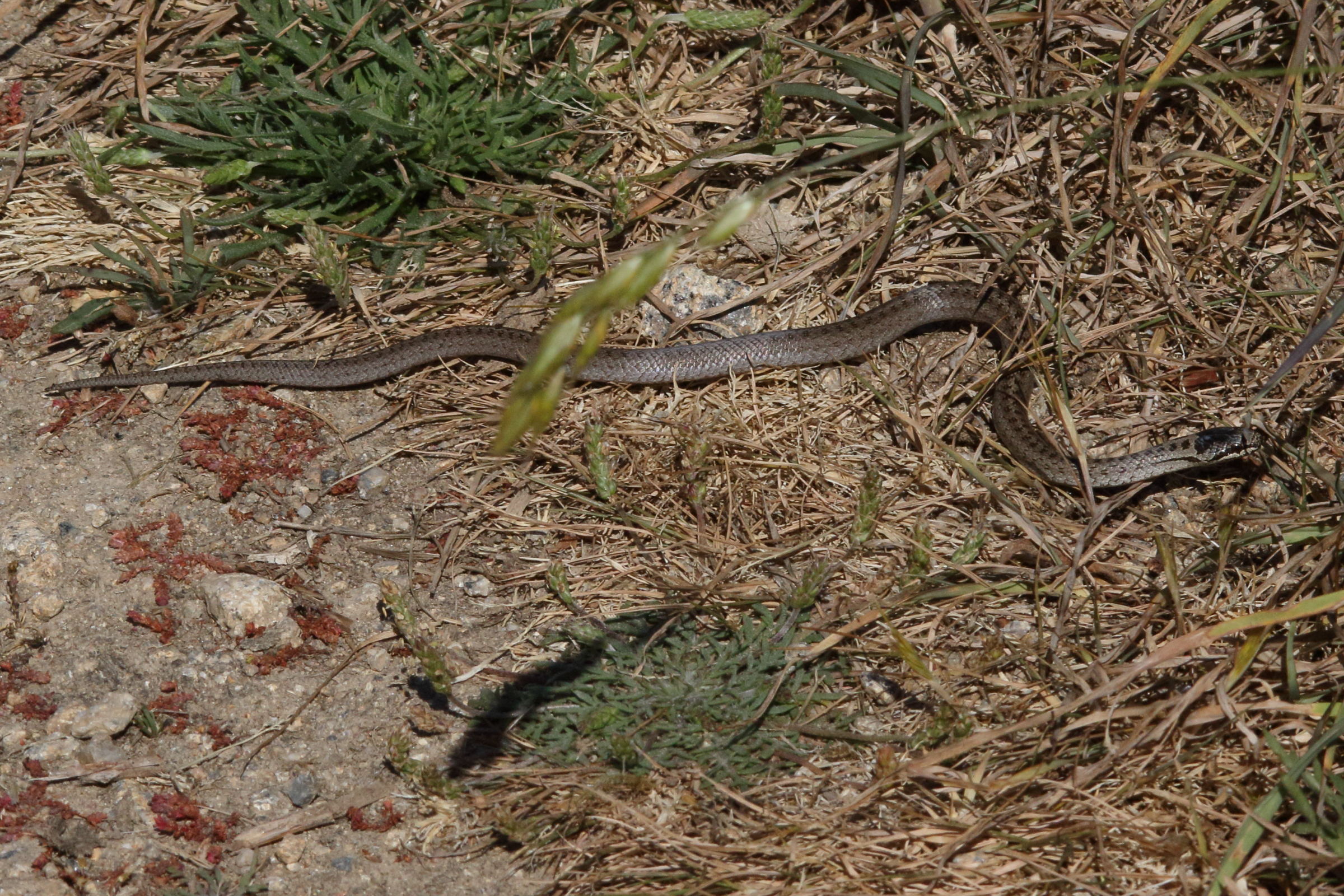 coronella_austriaca1md