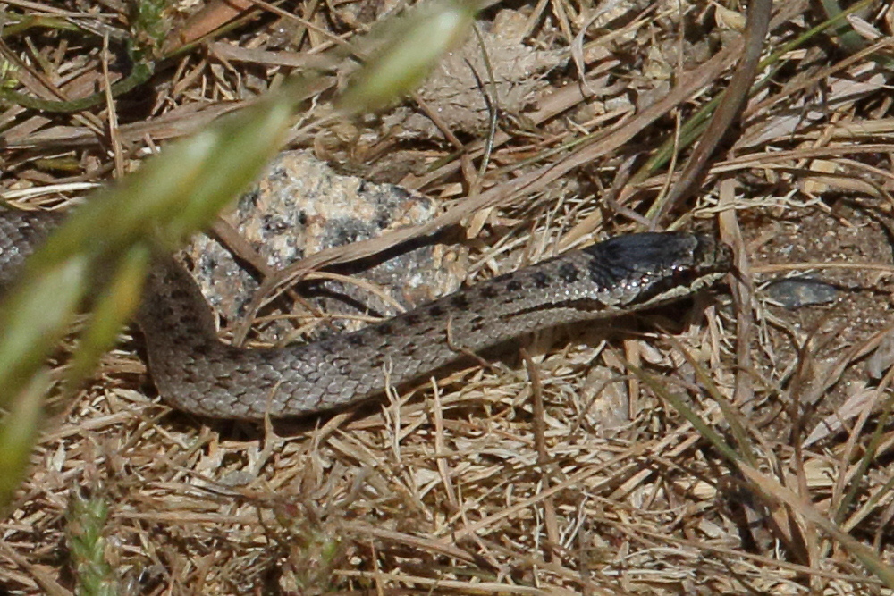 coronella_austriaca2md