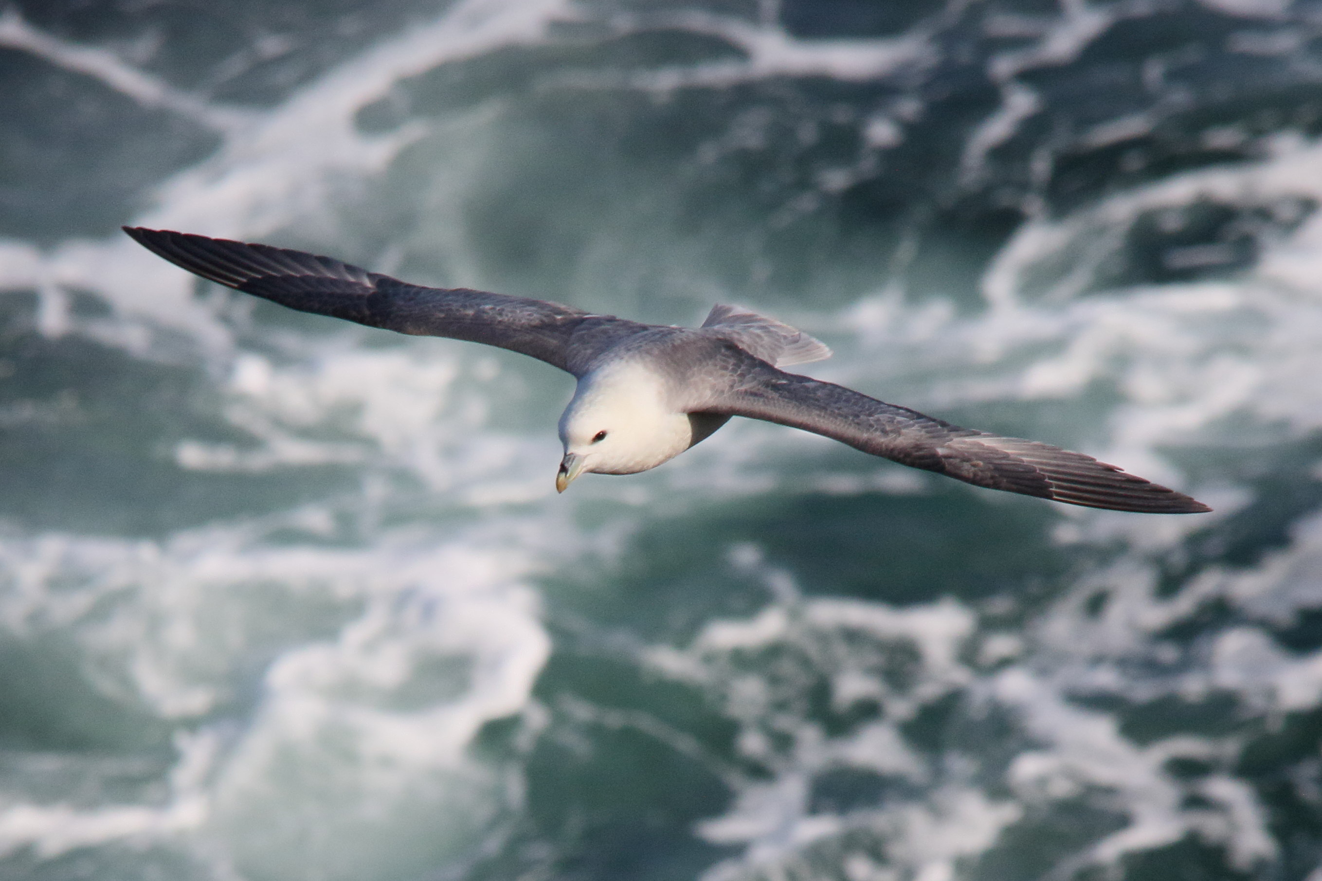fulmar_boreal_-_fulmarus_glacialis8md