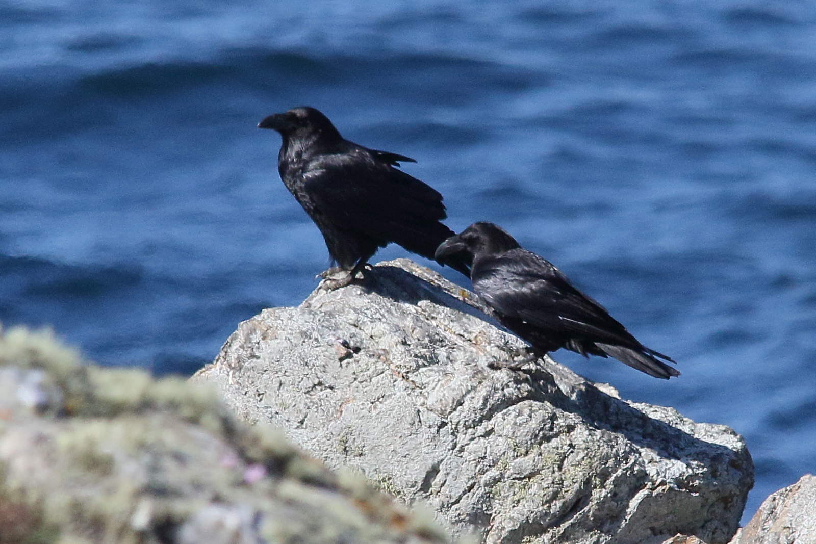 grand_corbeau_-_corvus_corax7md