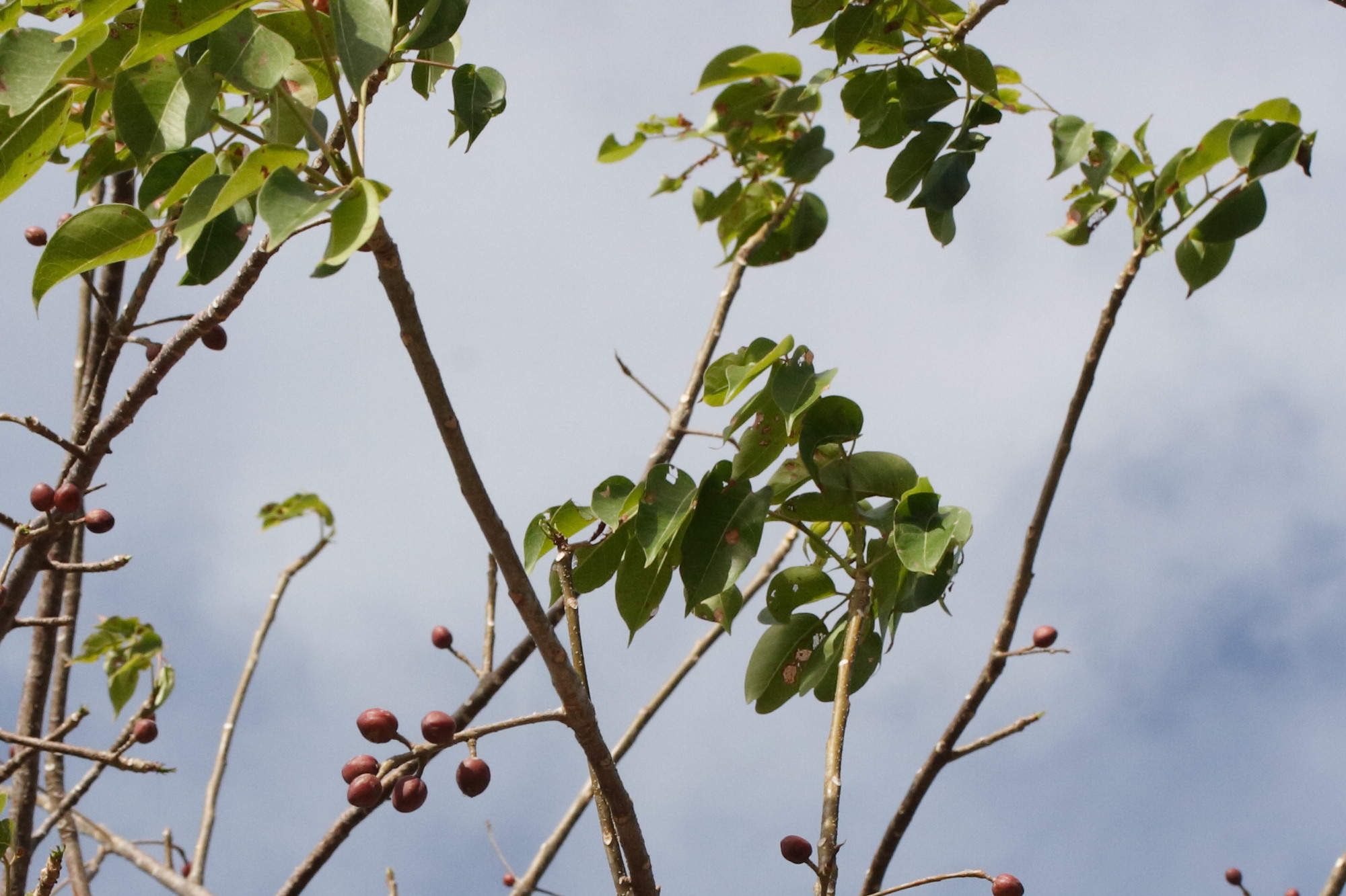 Afficher le média bursera_simaruba7md bursera_simaruba7md