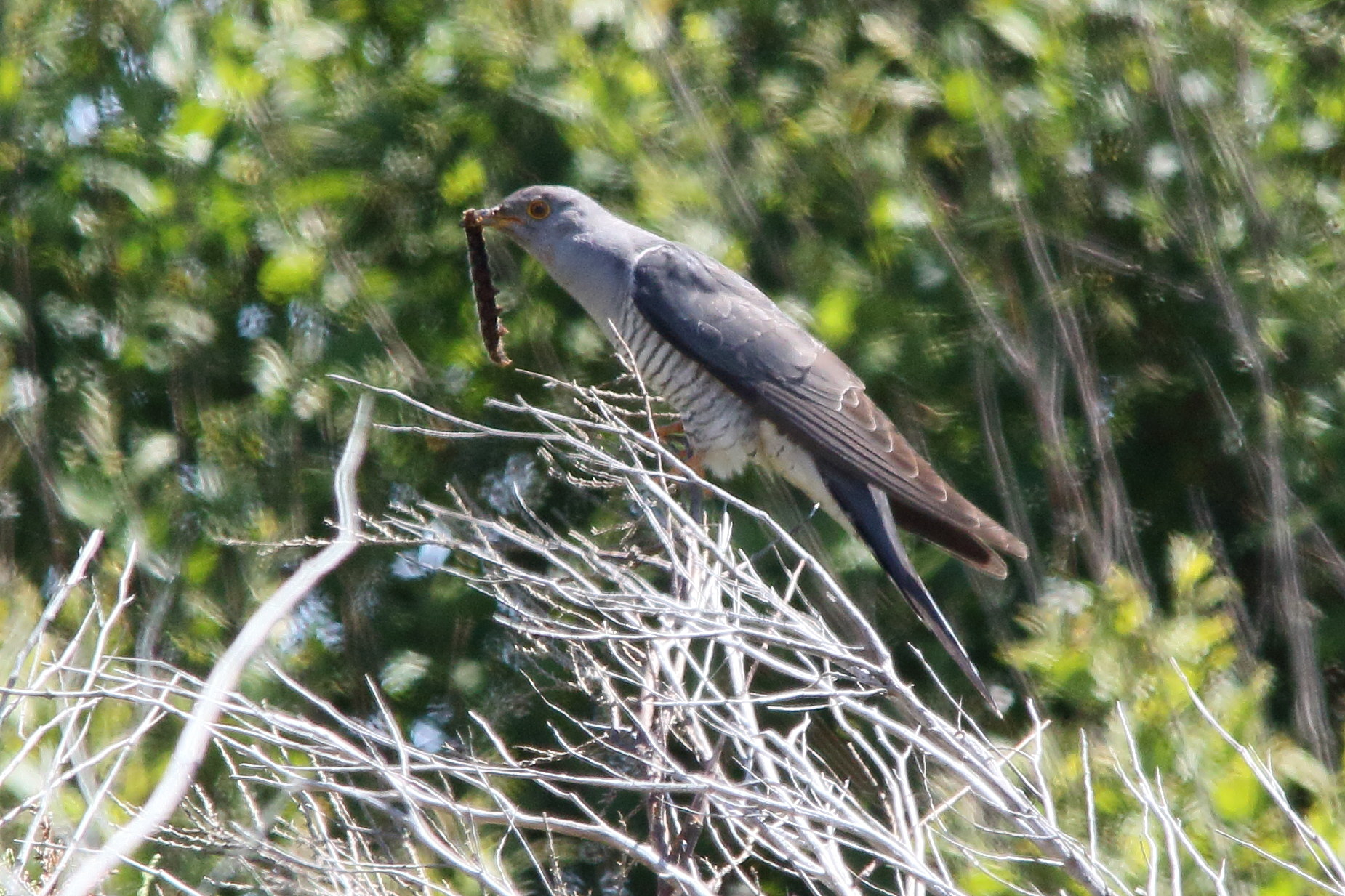 coucou_gris_-_cuculus_canorus8md