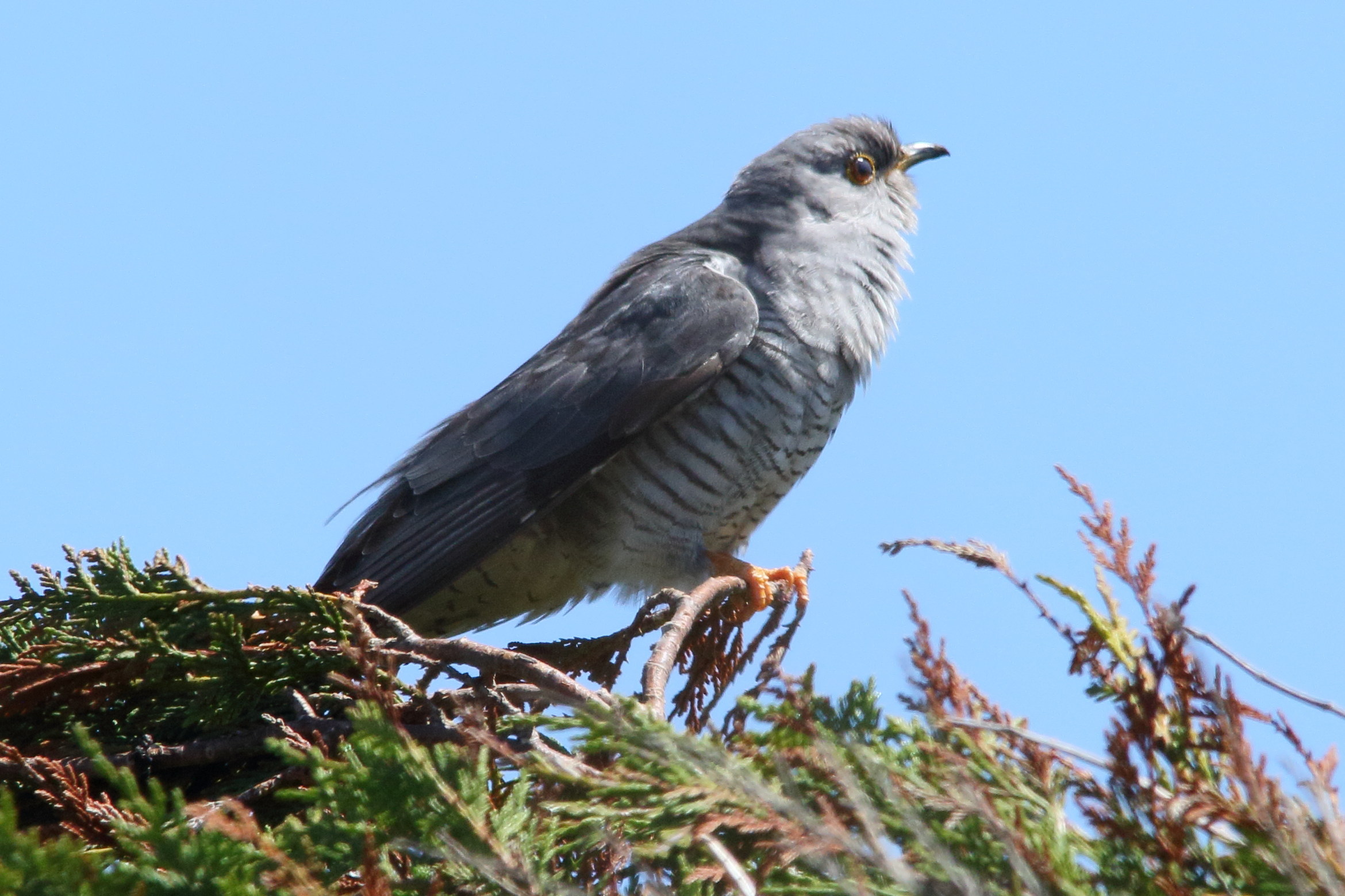 coucou_gris_-_cuculus_canorus9md