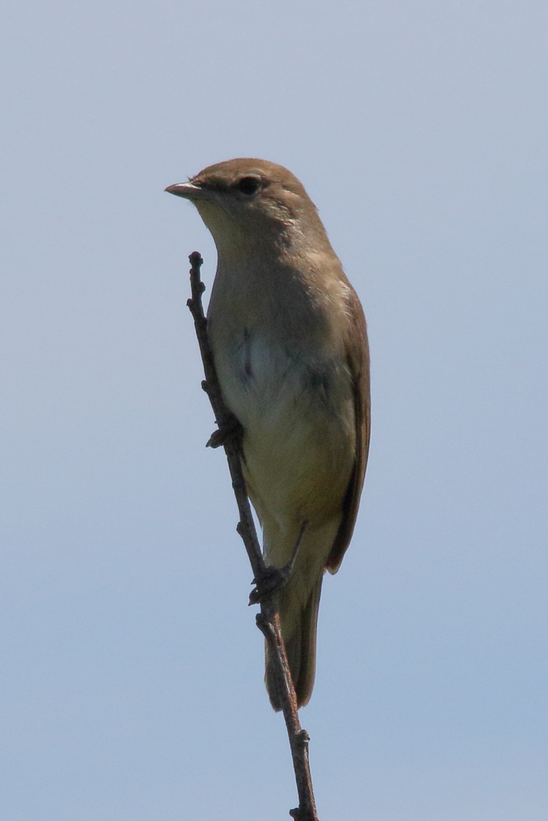 fauvette_des_jardins_-_sylvia_borin3md