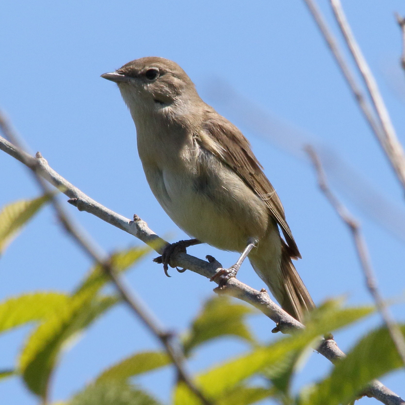 fauvette_des_jardins_-_sylvia_borin4md