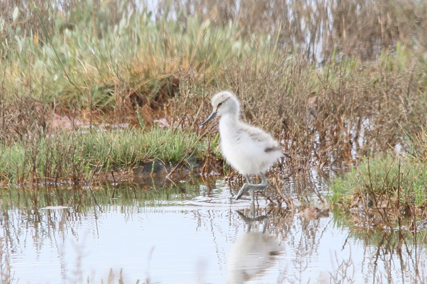 Afficher le média avocette_elegante_-_recurvirostra_avosetta9md avocette_elegante_-_recurvirostra_avosetta9md
